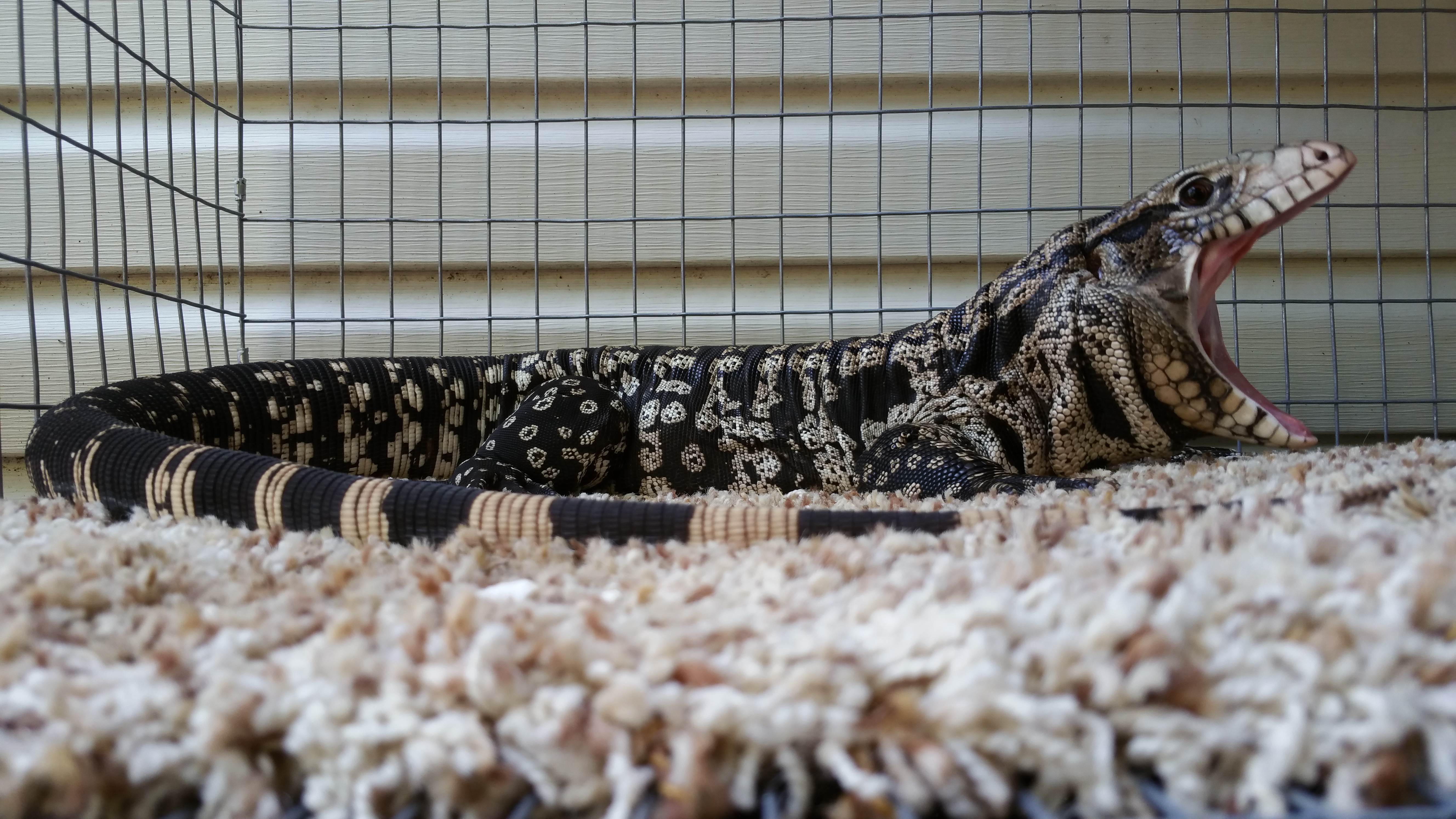 Diego "yawn" 13 months