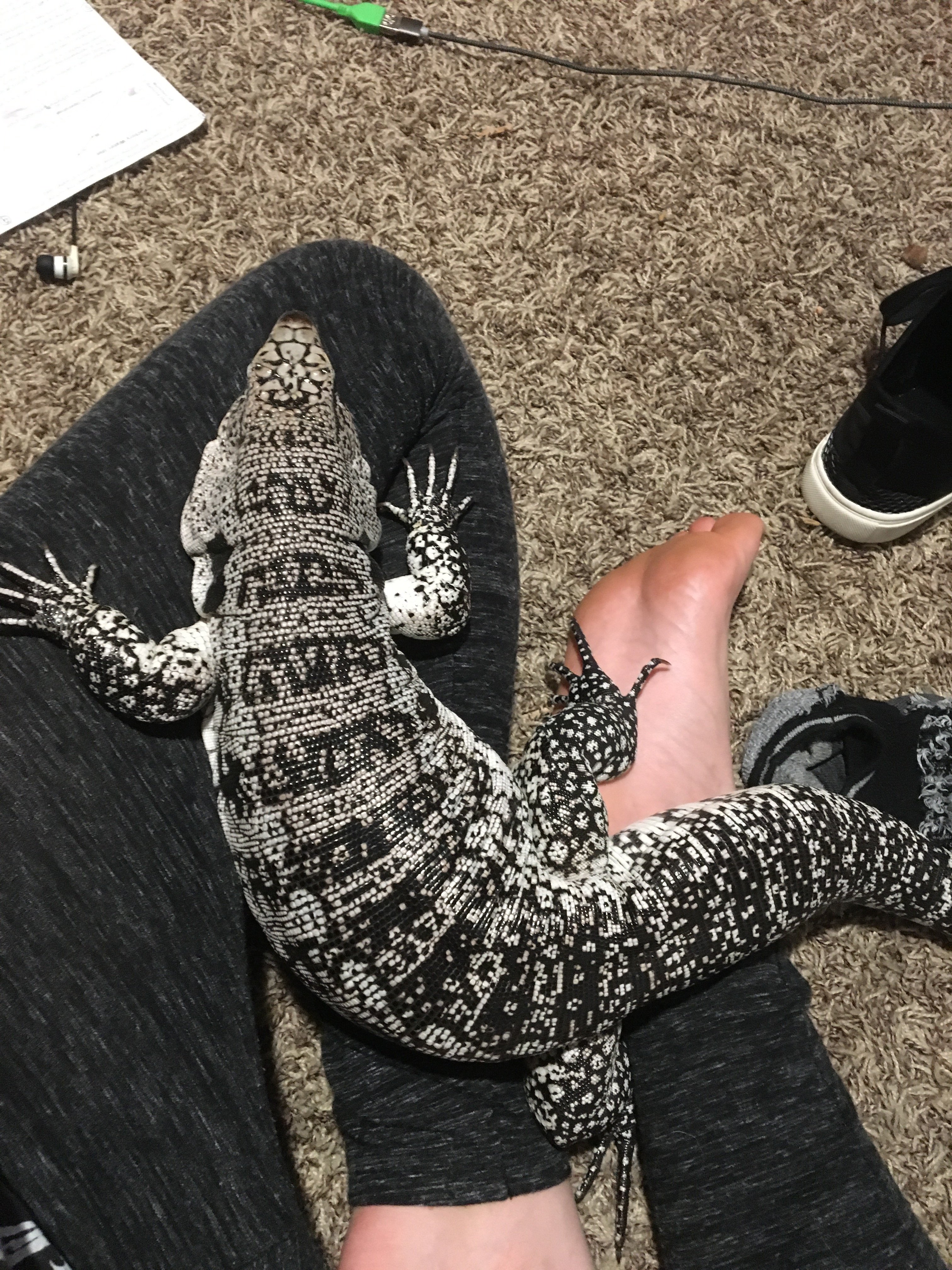 Drako is such a lap “dog”