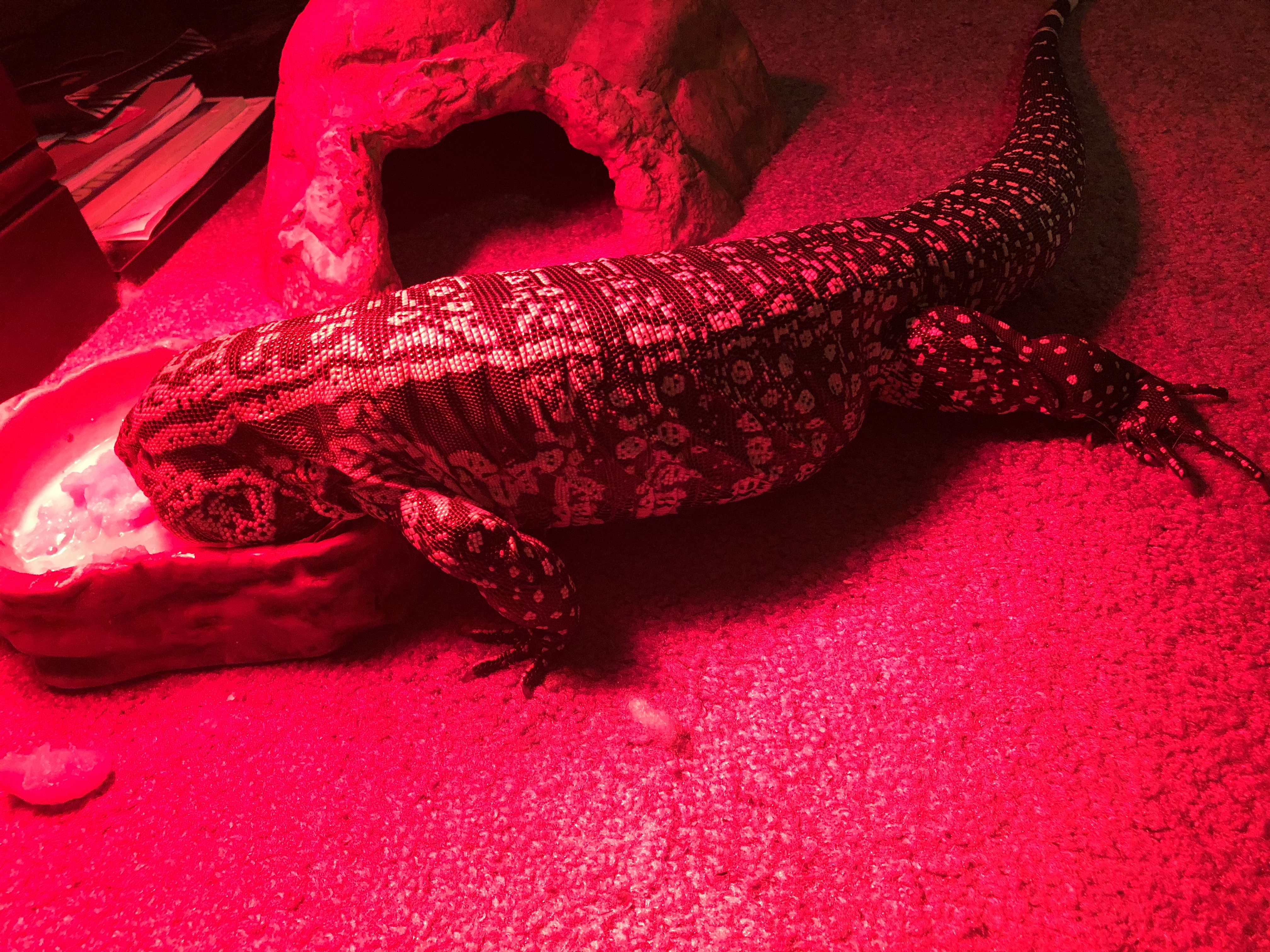 Enjoying the dietary meal