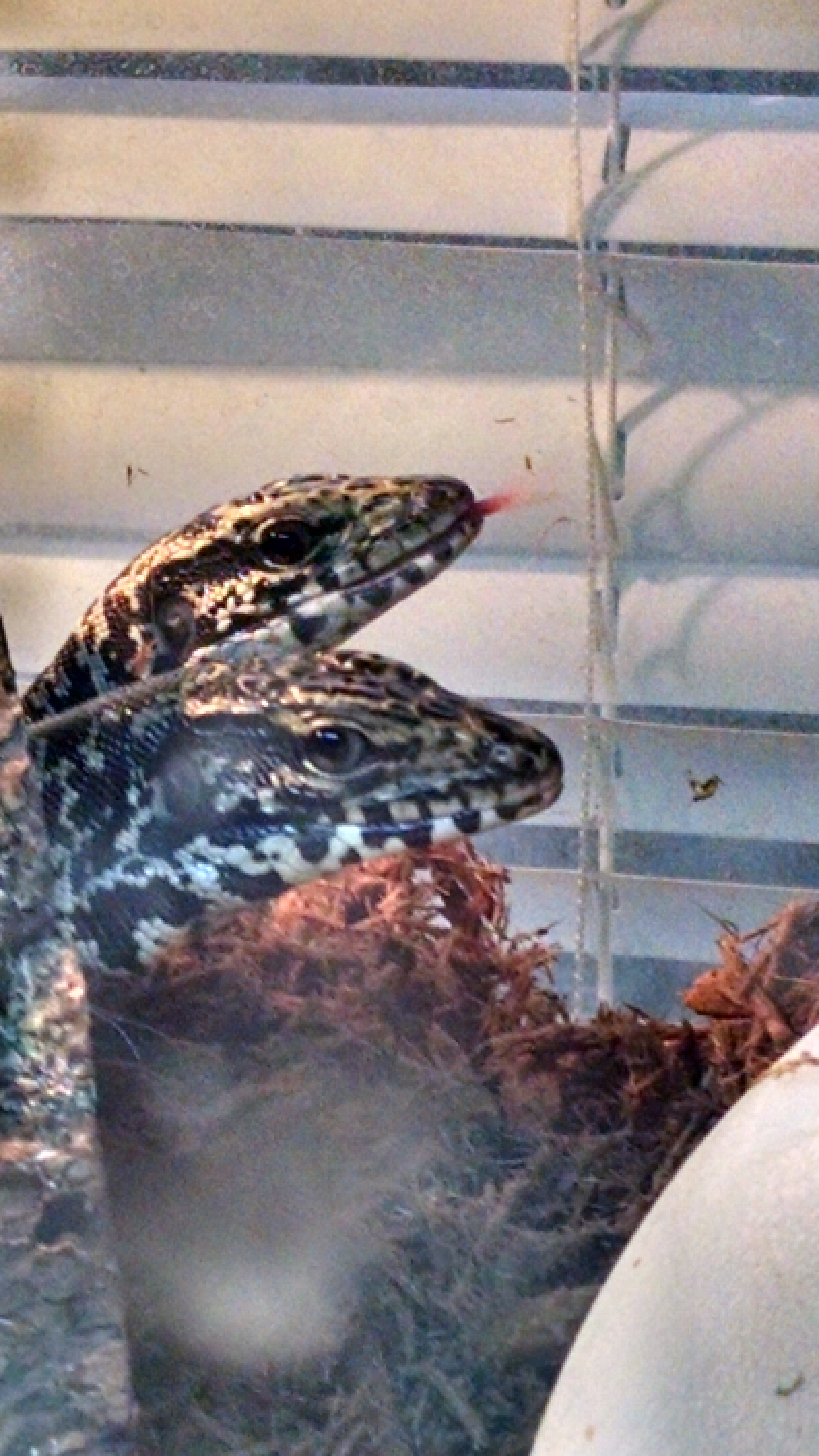 enjoying the new substrate