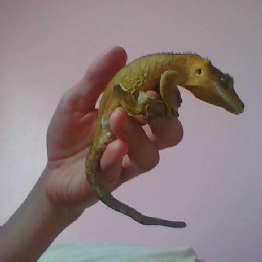 Evergreen the crestie