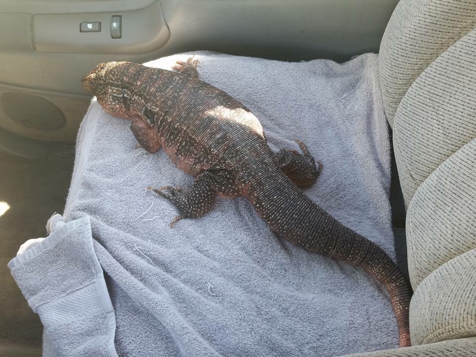 Fat lizard likes truck rides