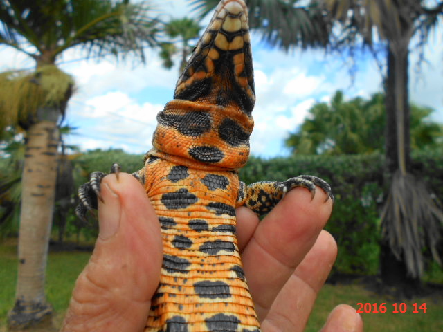 Firebelly      LITTLE BIT