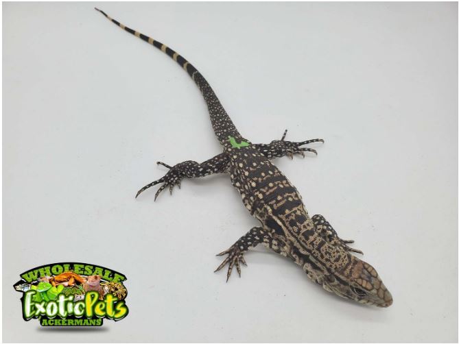 Firebelly Tegu  Baby/Juvenile Tupinambis