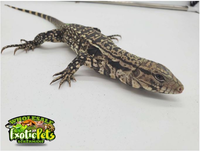 Firebelly Tegu  Baby/Juvenile Tupinambis