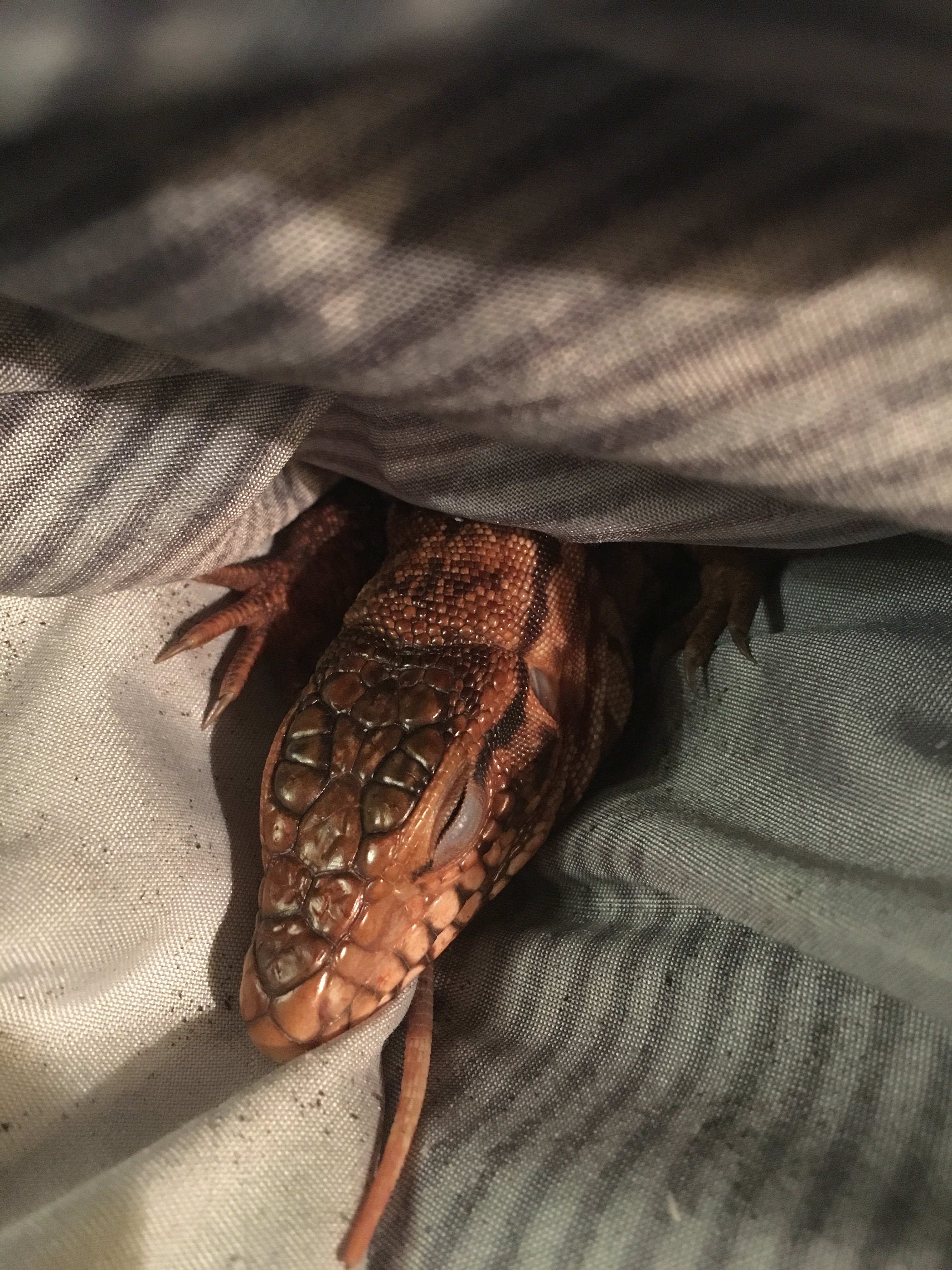 First time resting in my lap