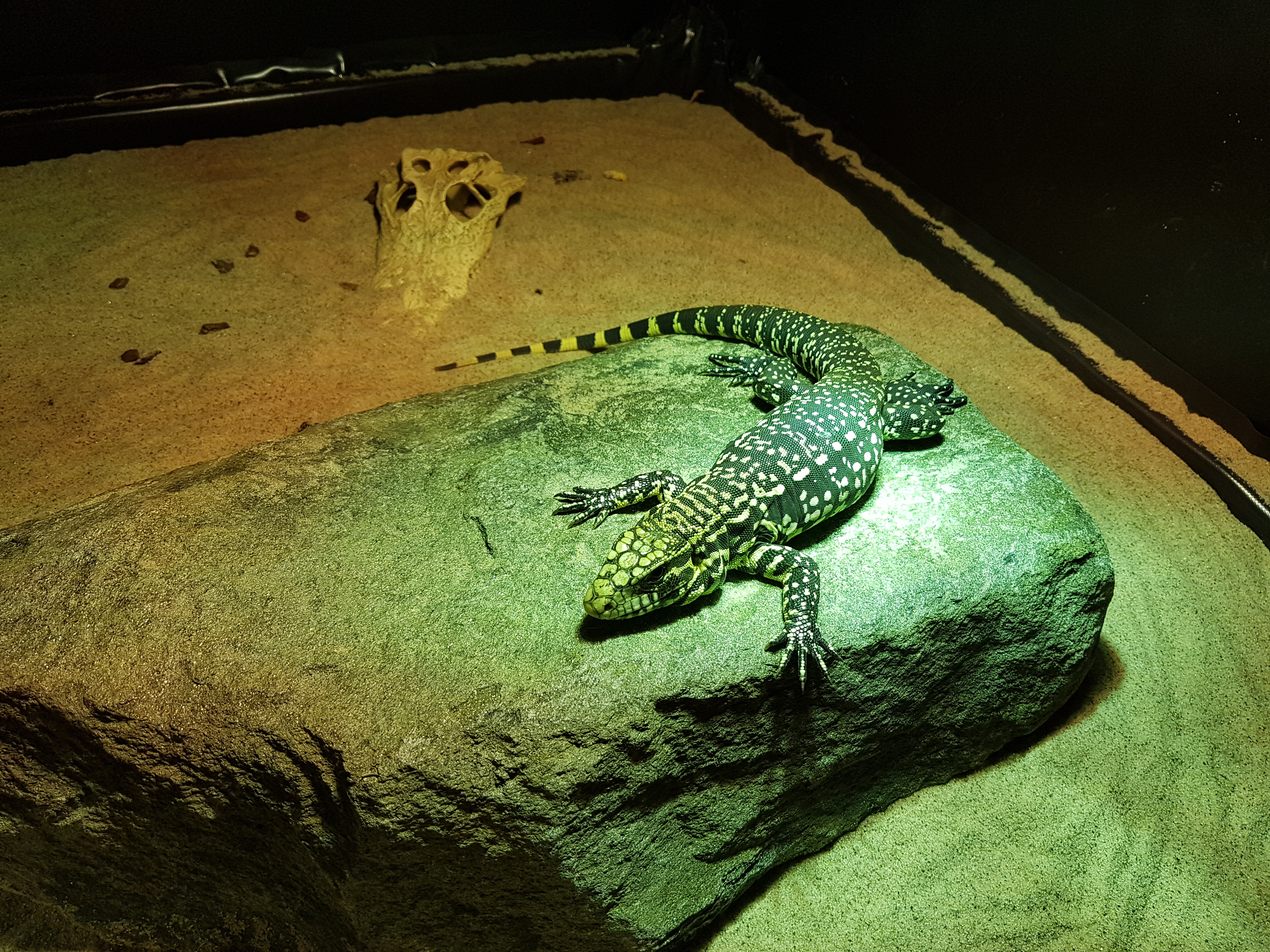 Found a perfect stone under the lamp