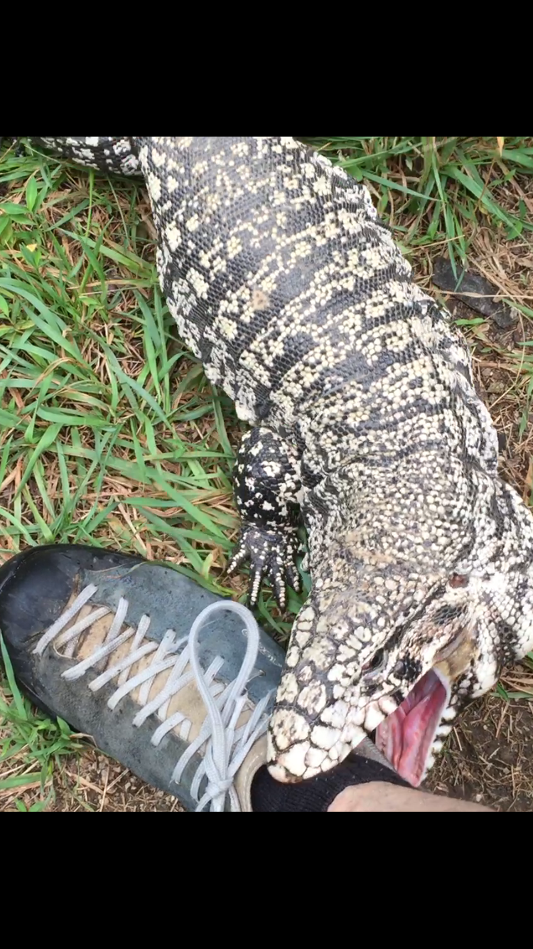 Fred the tegu