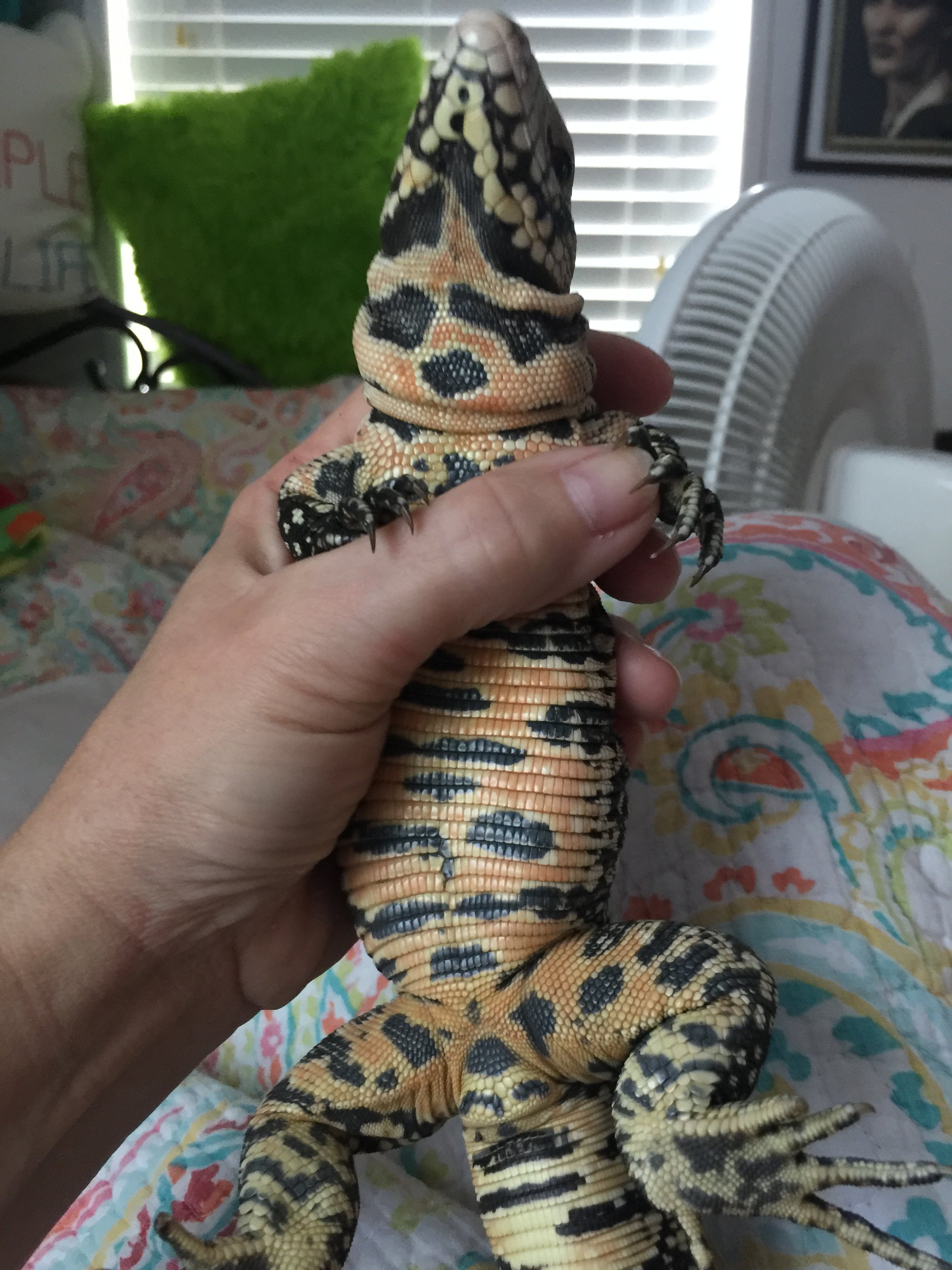 Ginny Mastandreas Tegu