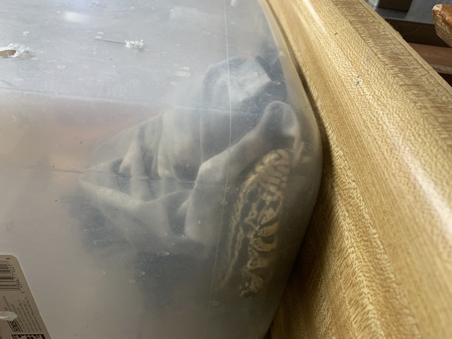 Going to the vet.jpeg