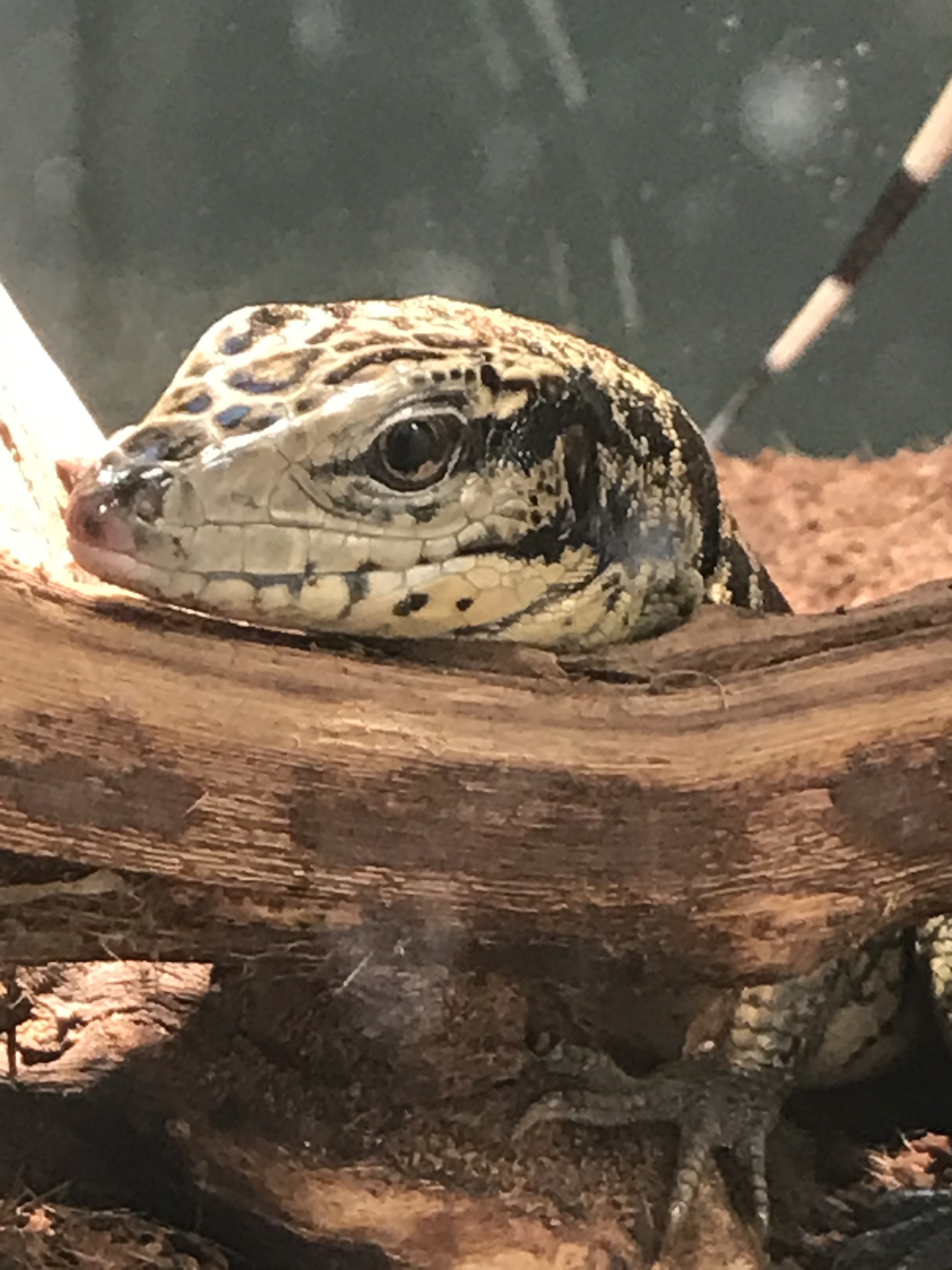 Golden tegu