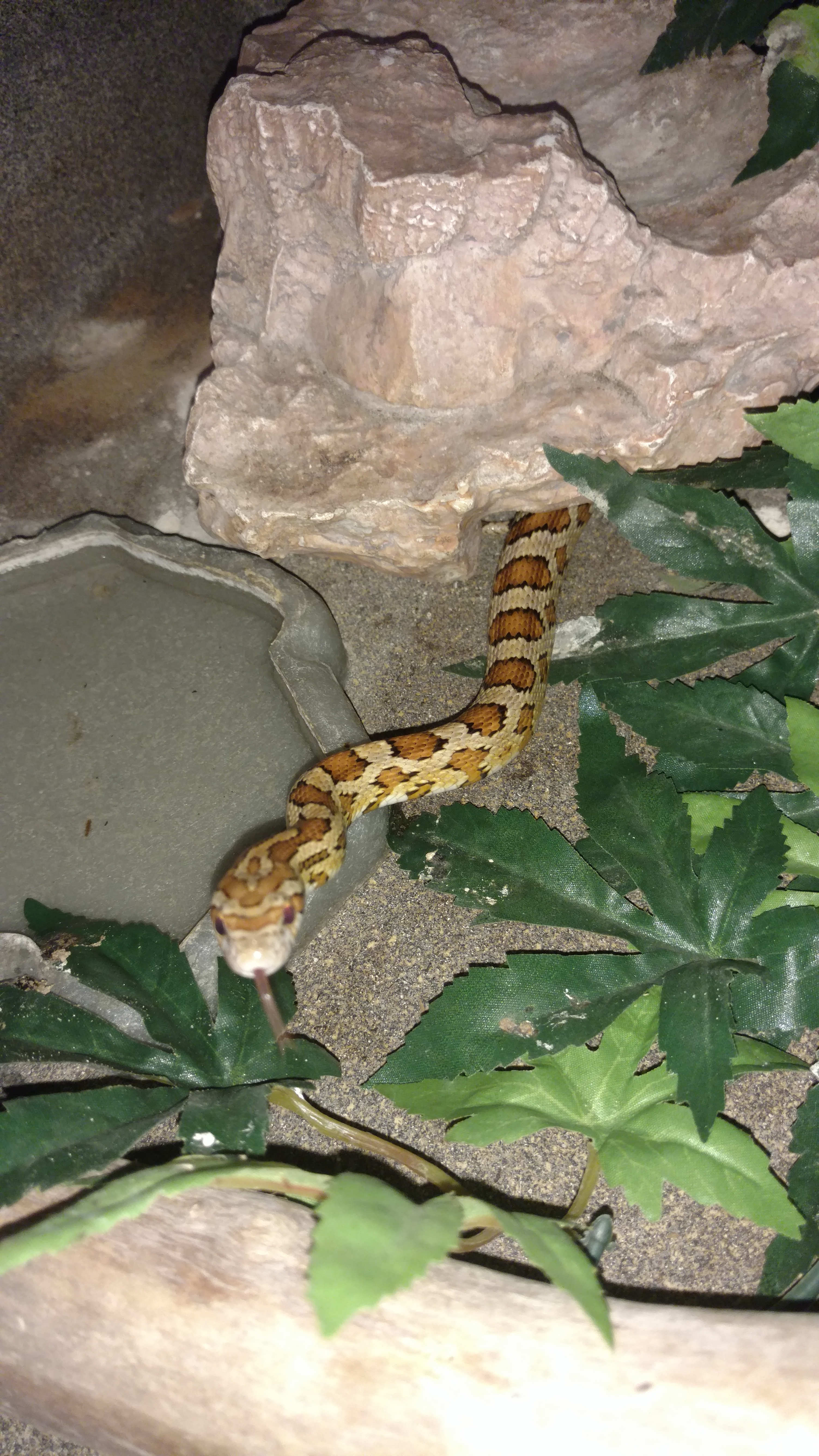 Gustav before feeding