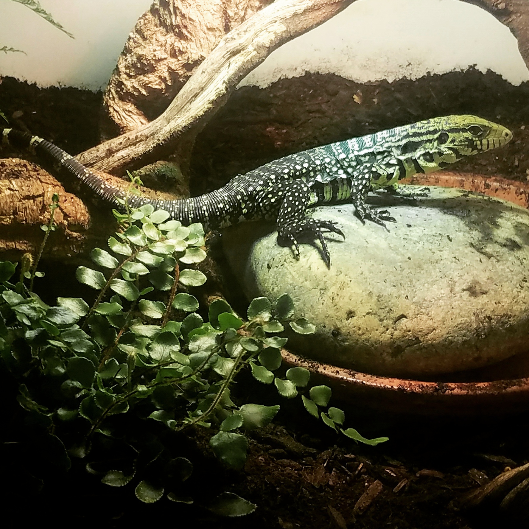 Happy in his enclosure