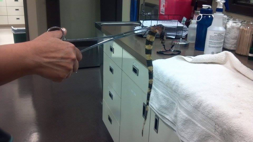 Here's the part of her tail that she ate..