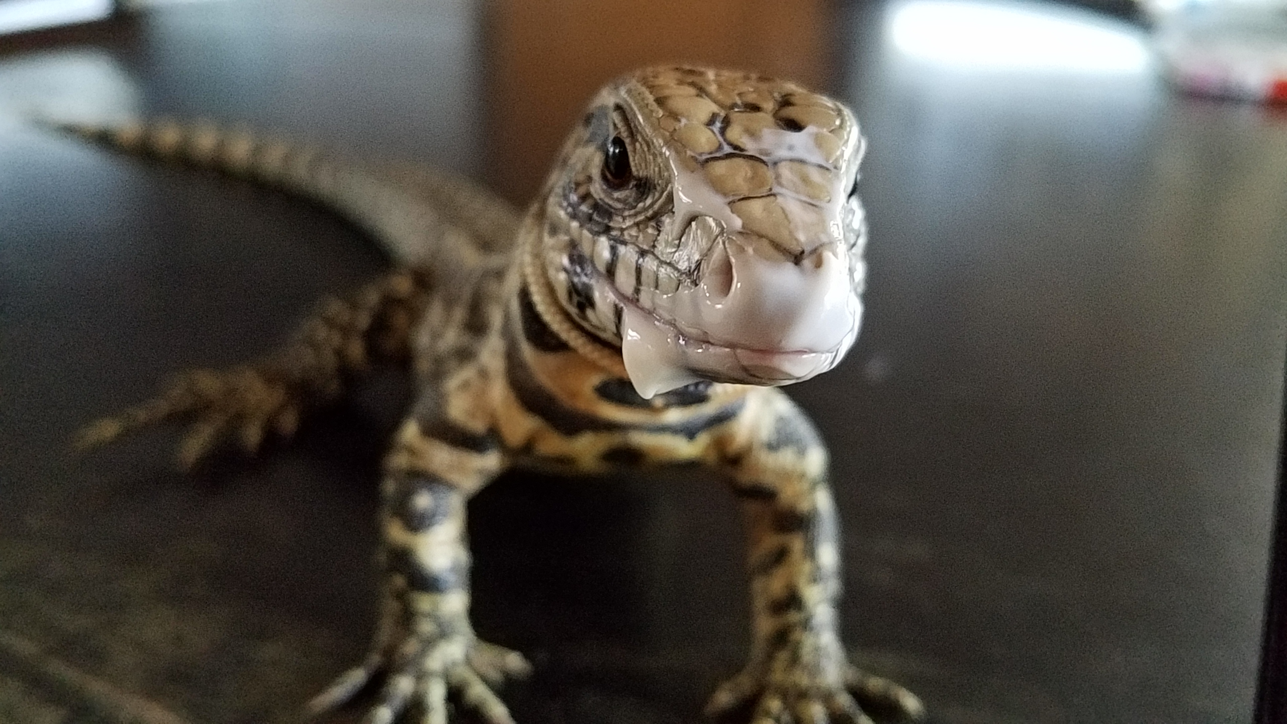 Hey! Who ate my yogurt?