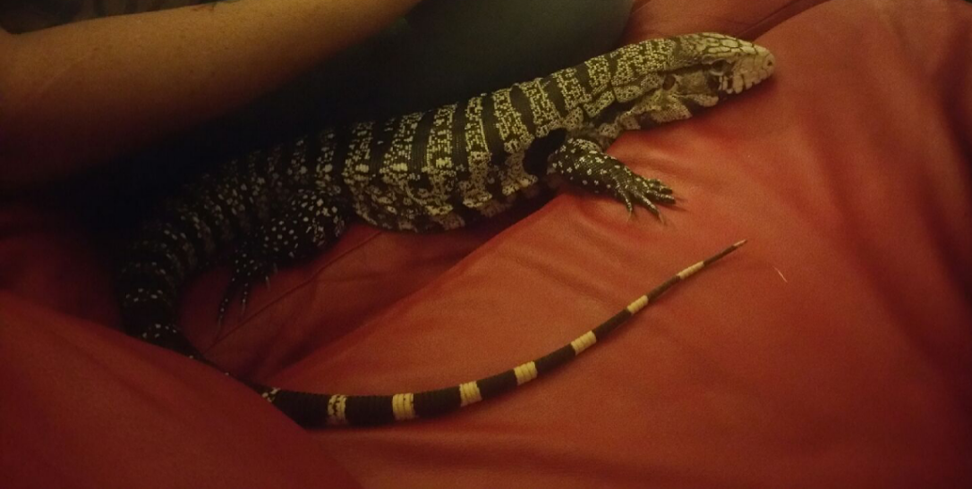 Hi My Name Is wall-e