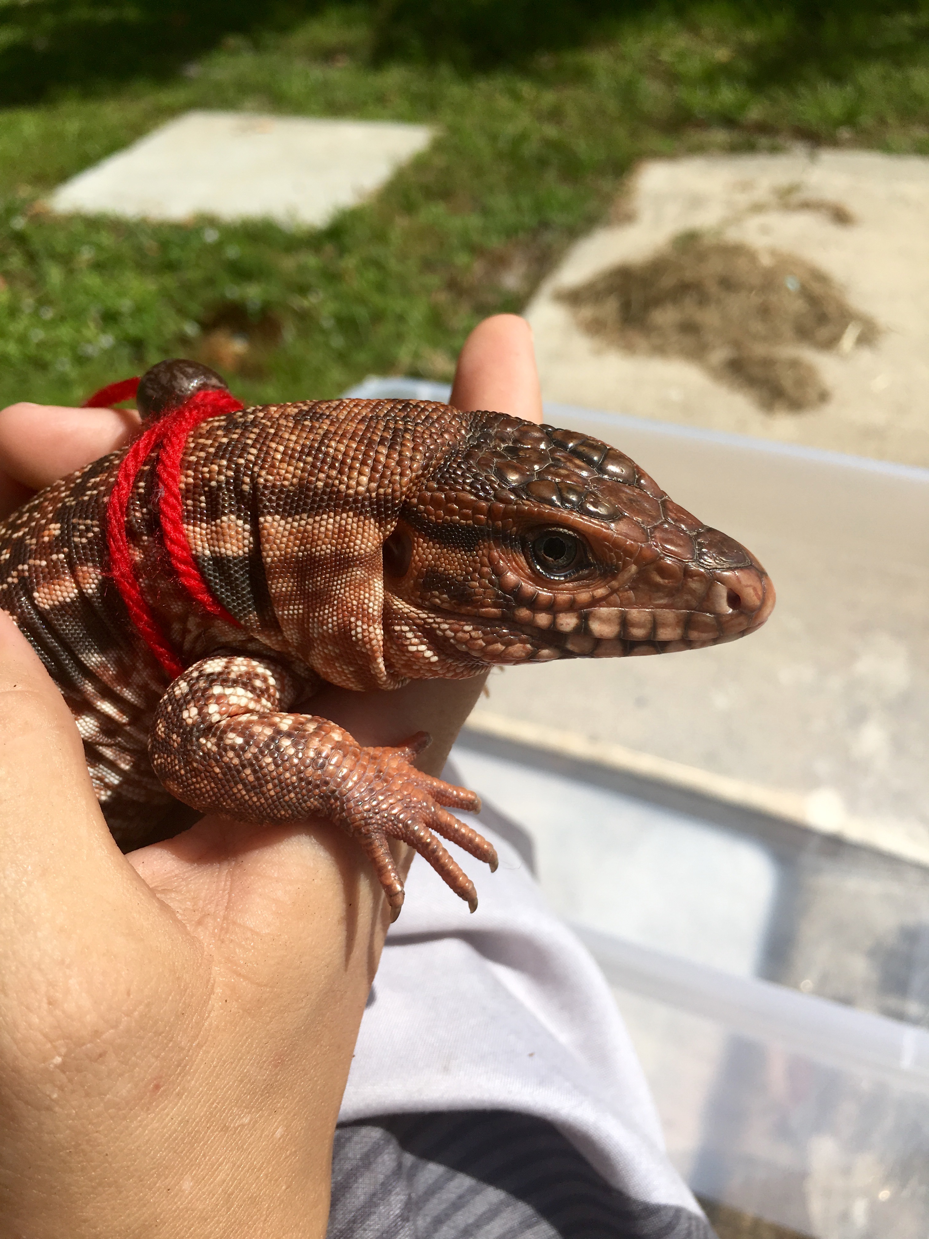 His first leash experience