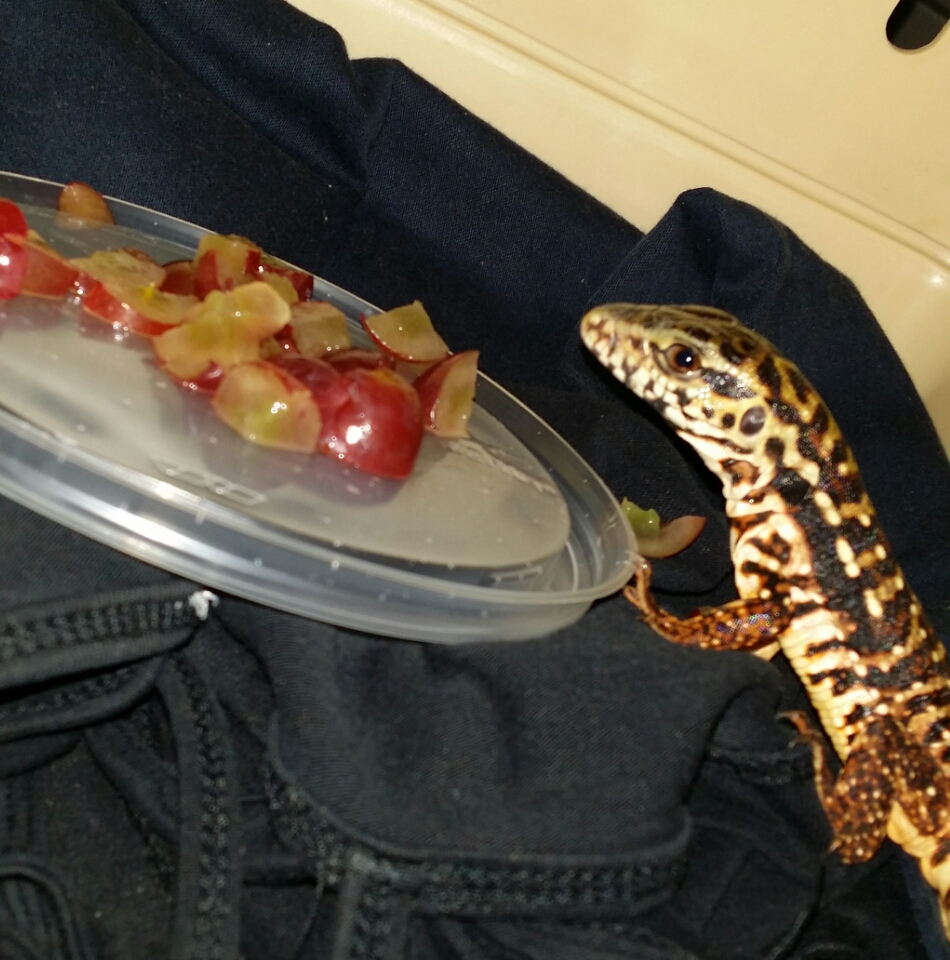 I think he wants meat instead....