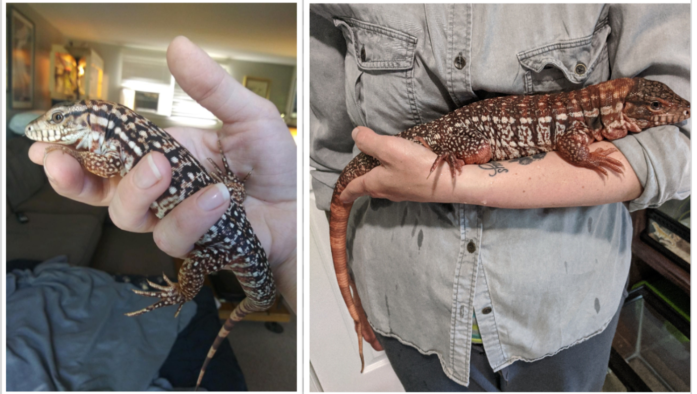 Ignis one year apart