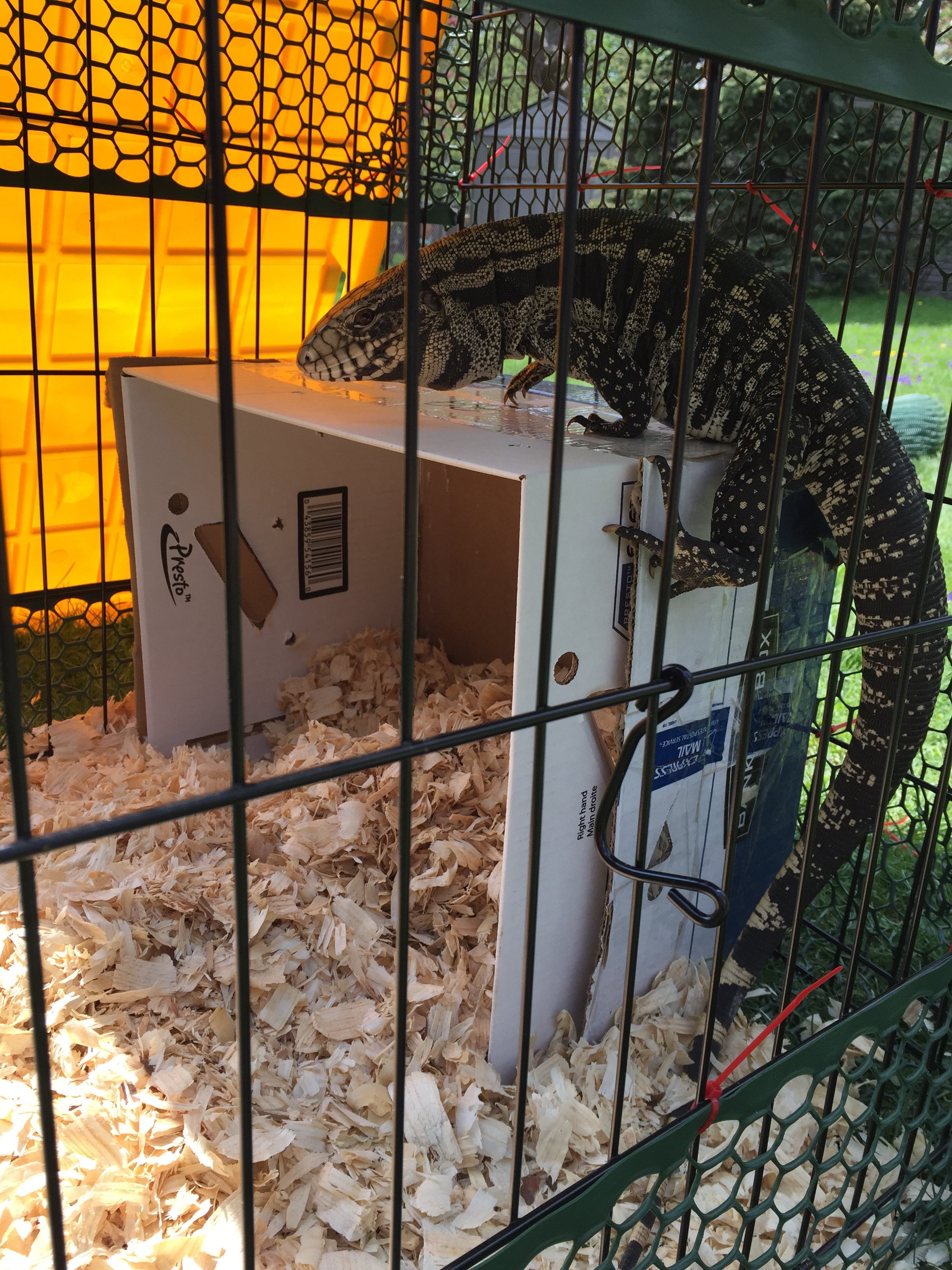 Invasive tegus temporary housing until rehomed