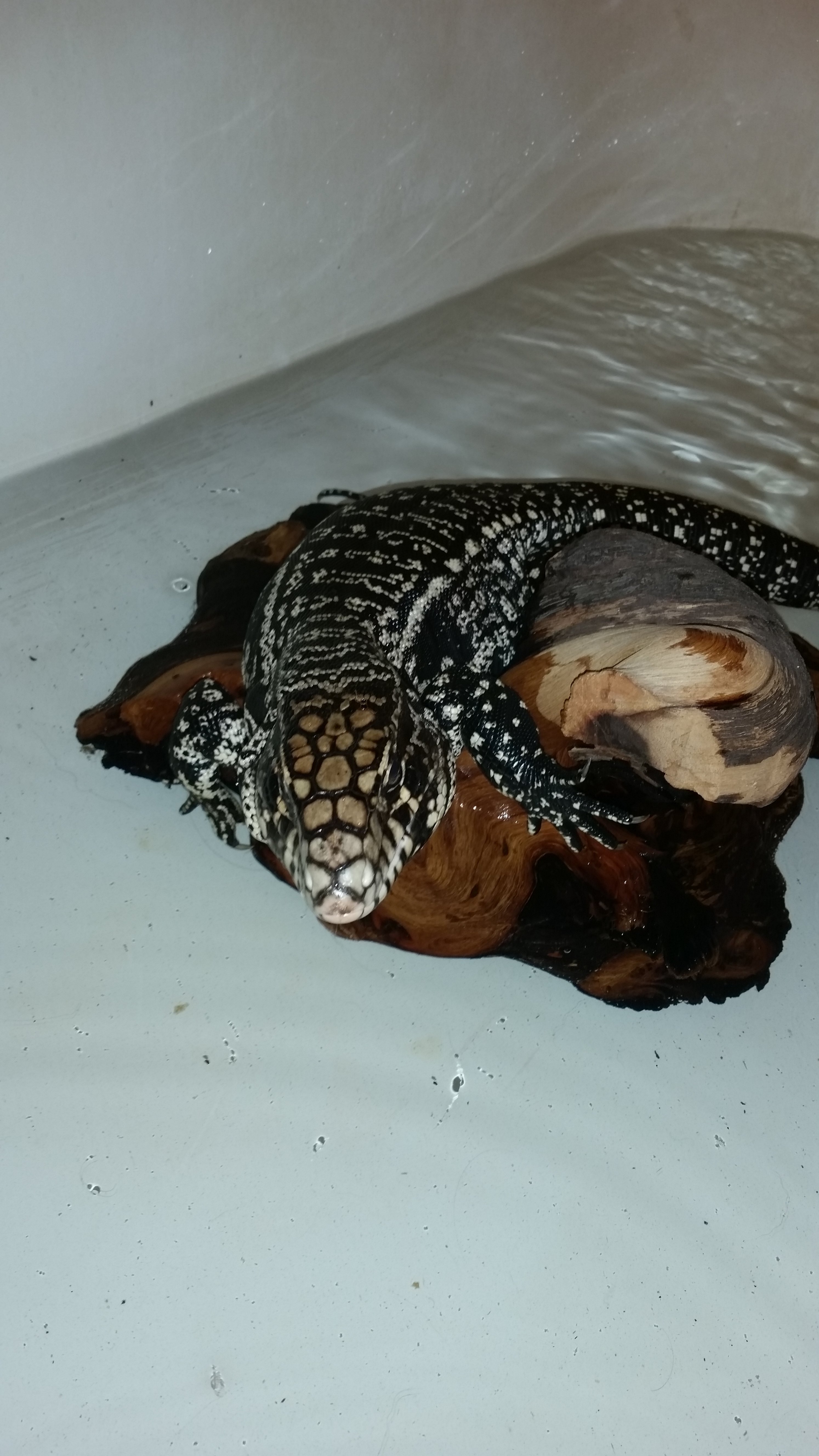 Irwin in the bath loving his soaks