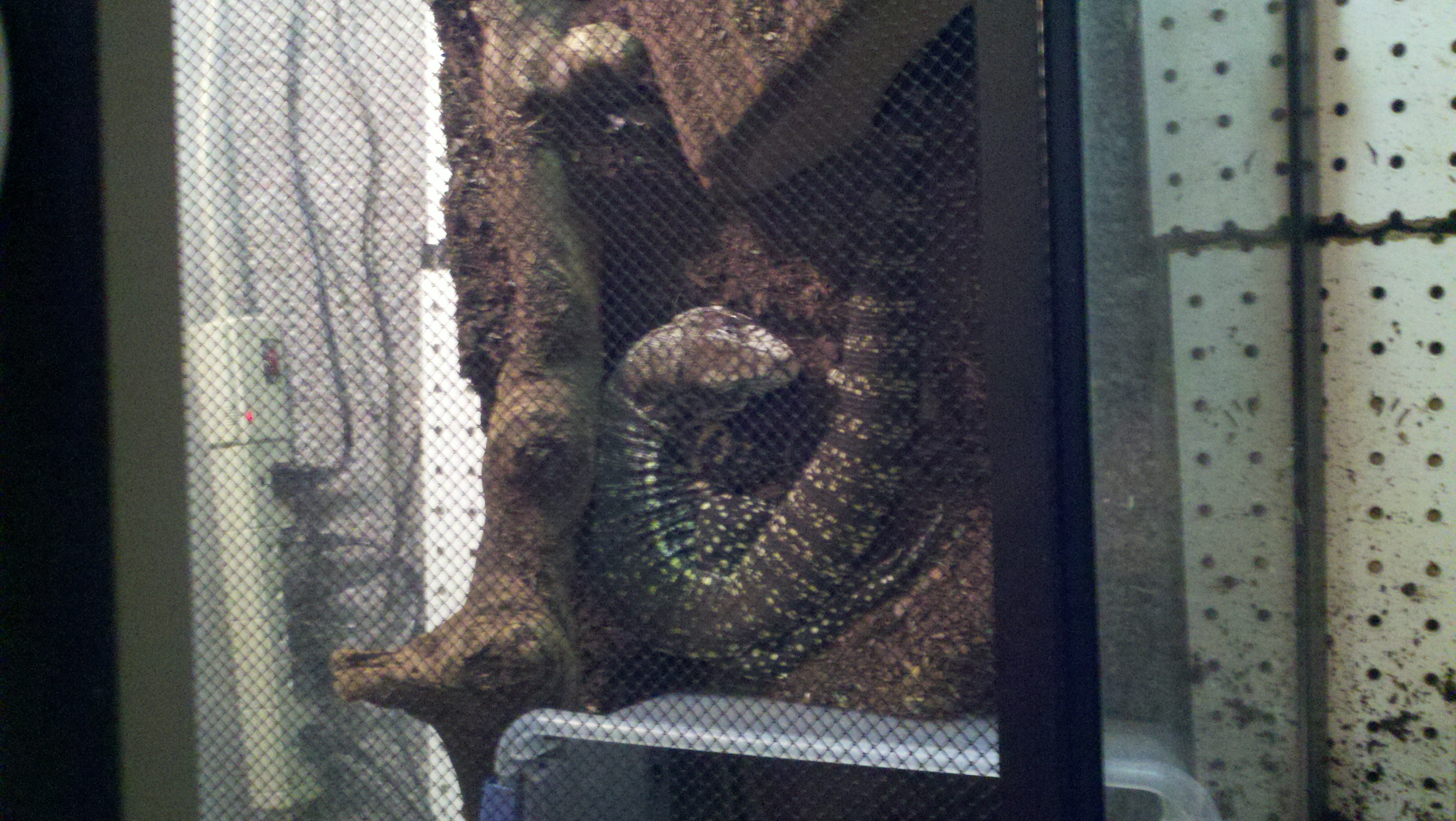 Just before she got a bigger cage