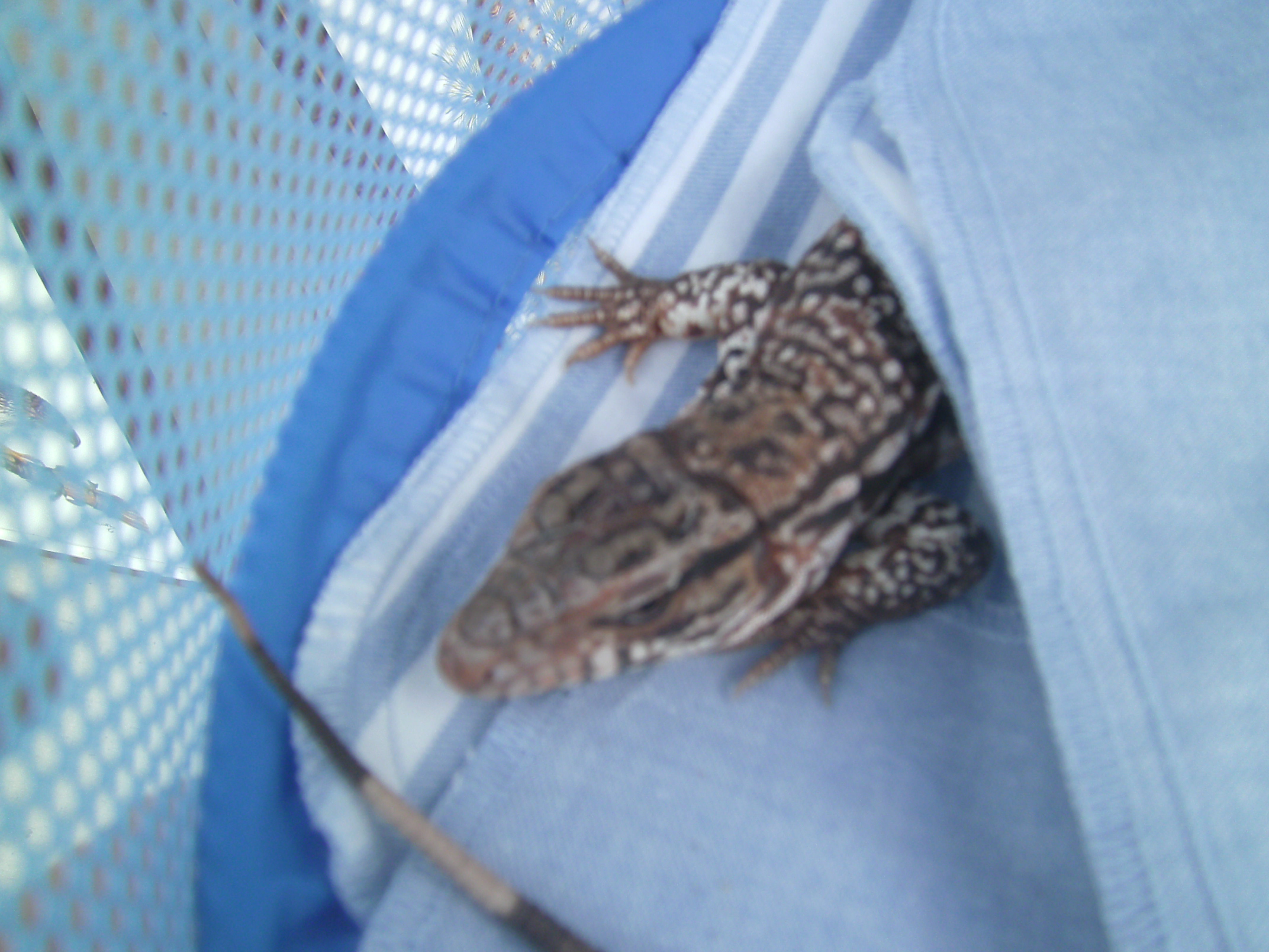 Kimchi burrowing in the organic cotton washcloths