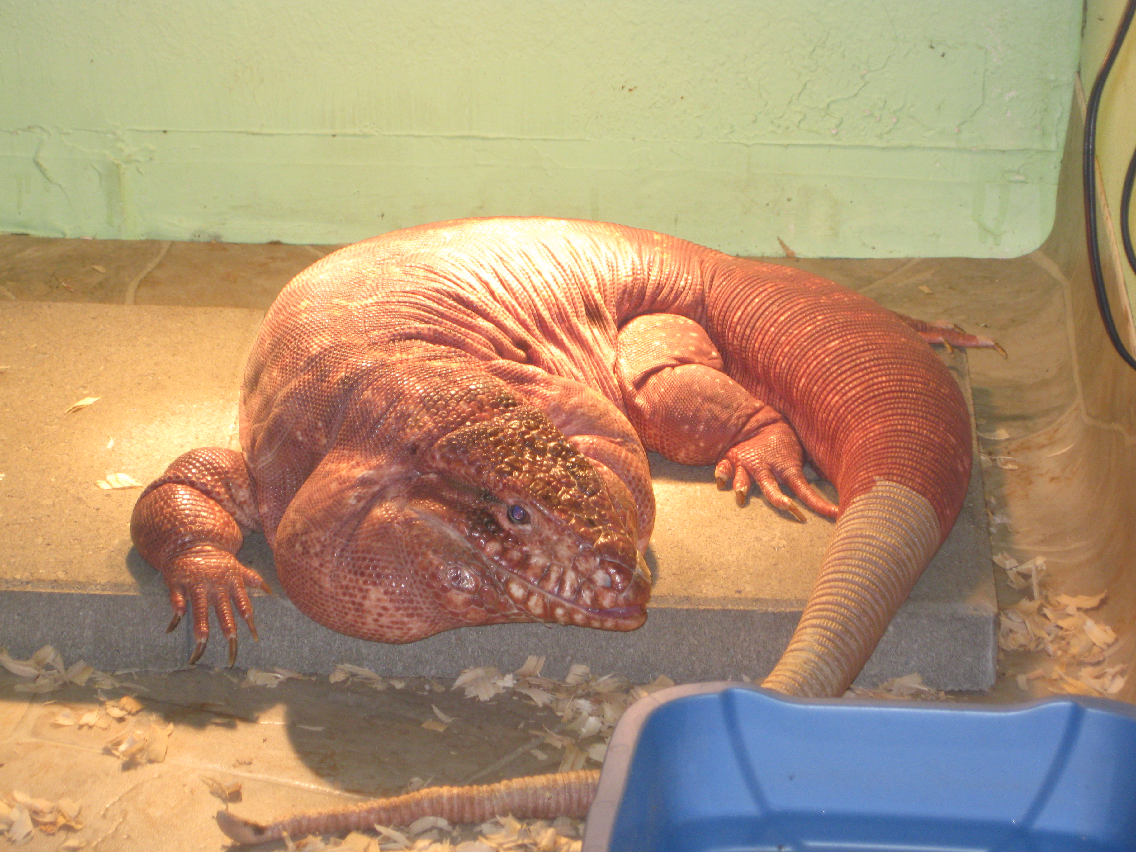 Leo right after shedding