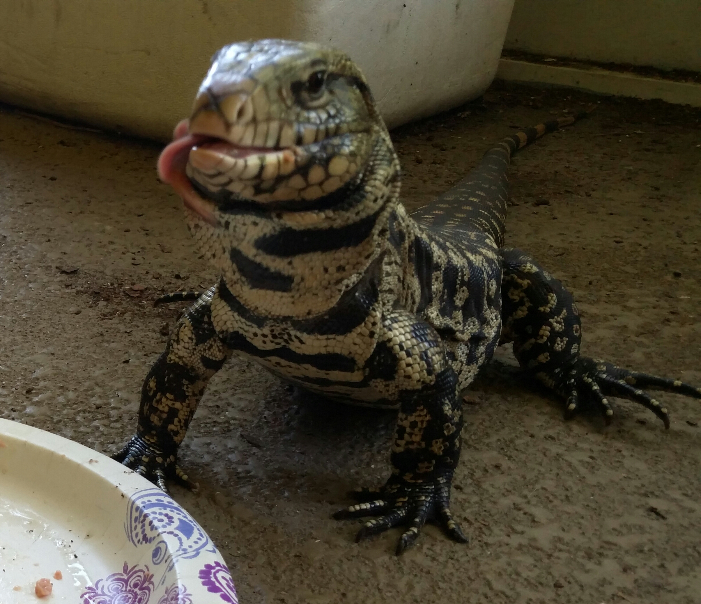 Licking his chops 11 months