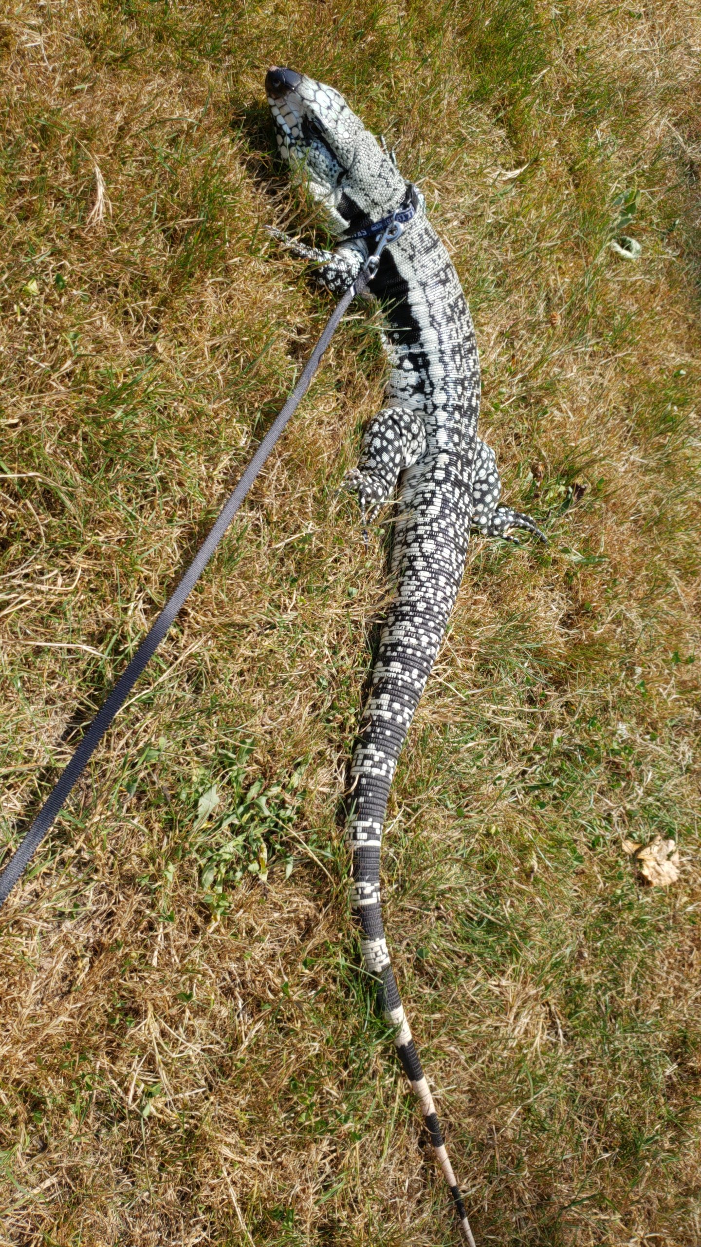 Logan Gary Bartholomew