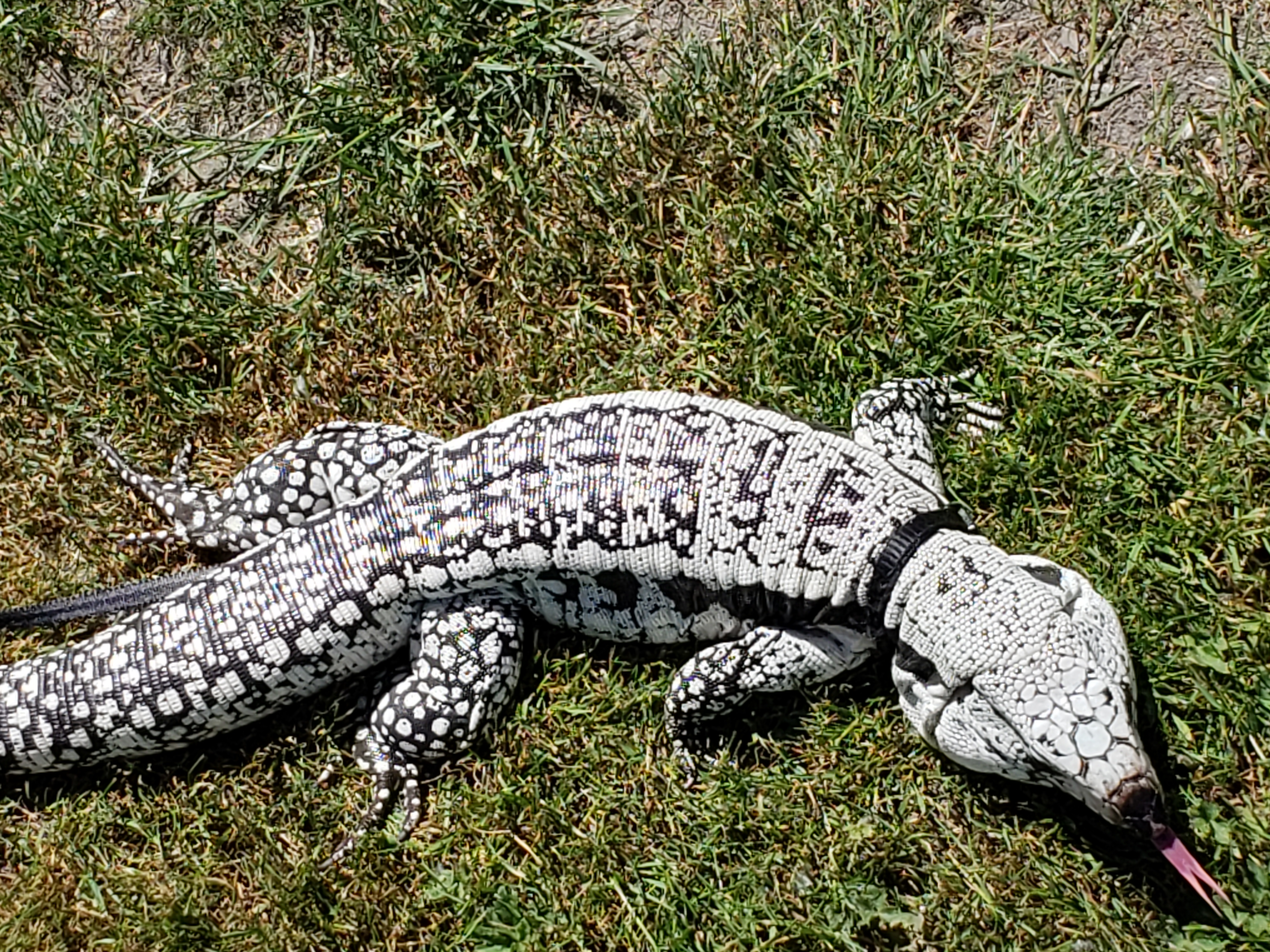 Logan Gary Bartholomew