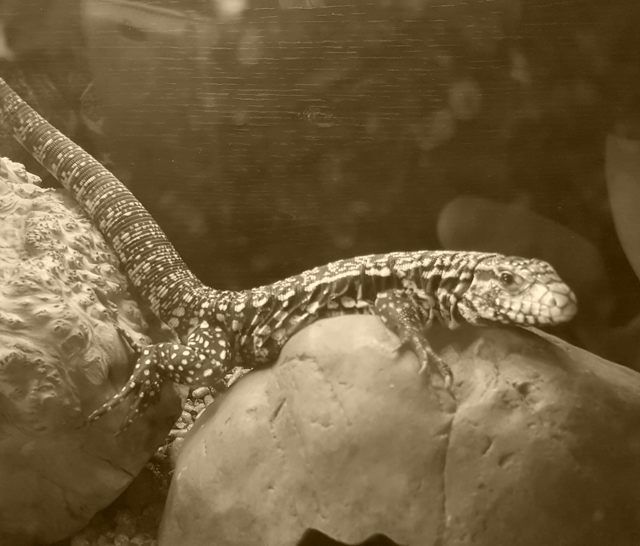 Loki chilling waiting for breakfast