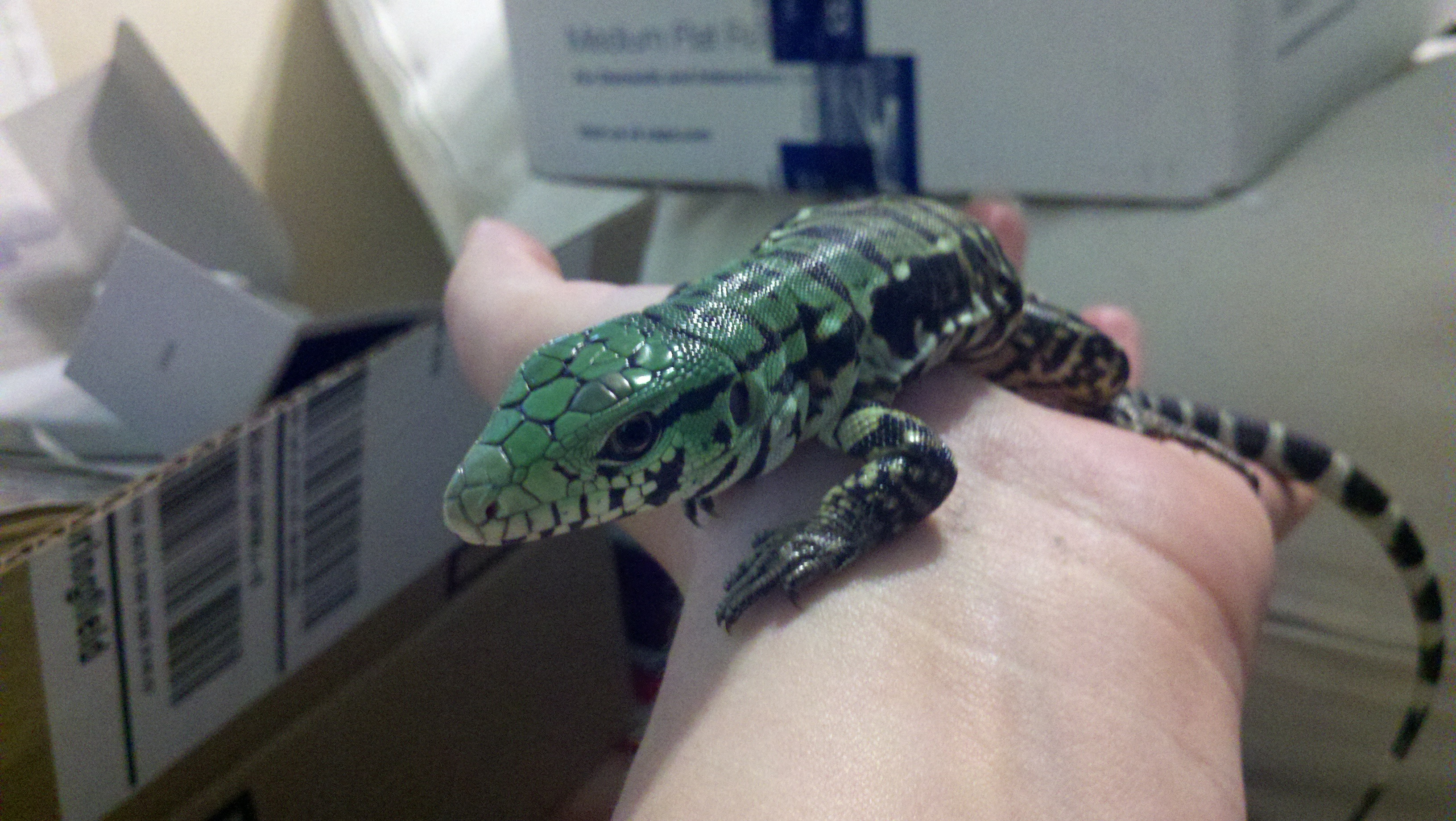 Loki - First Day Home