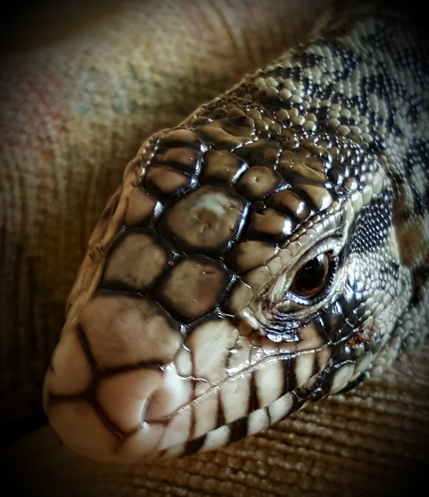 Loki the new kid on the tegu talk block