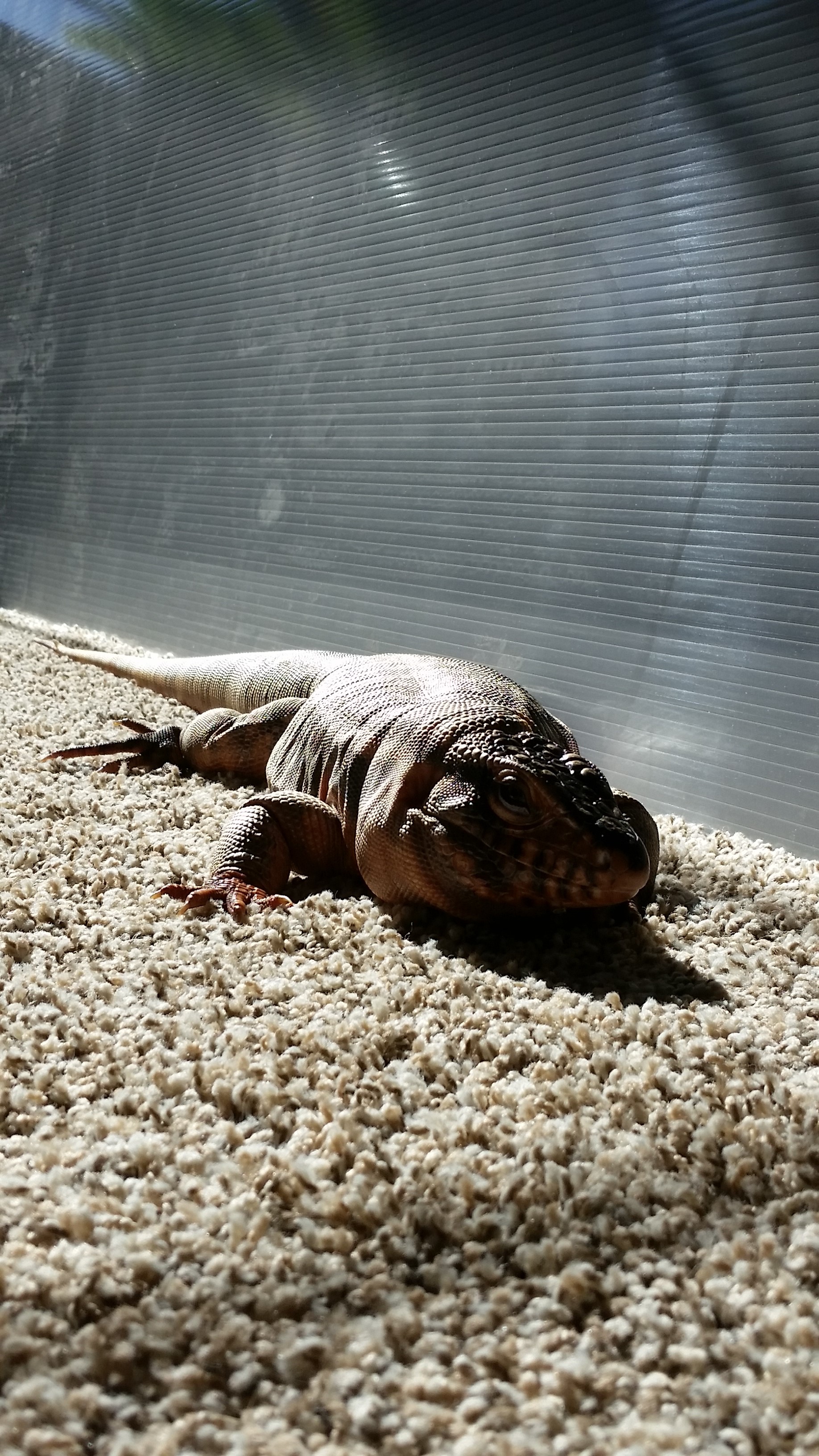 Luciano loves the sunshine