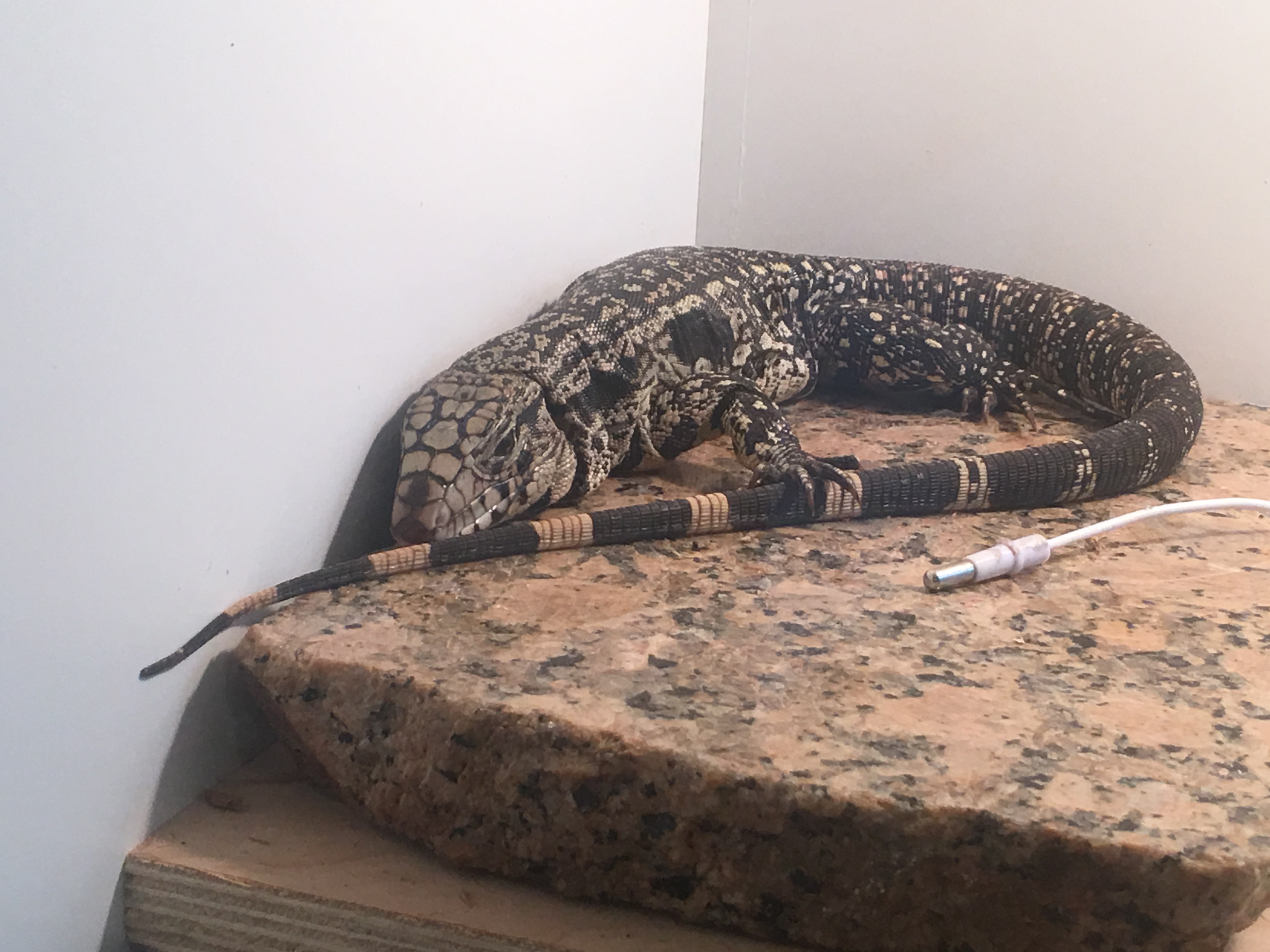 Magawai my first B/W Tegu