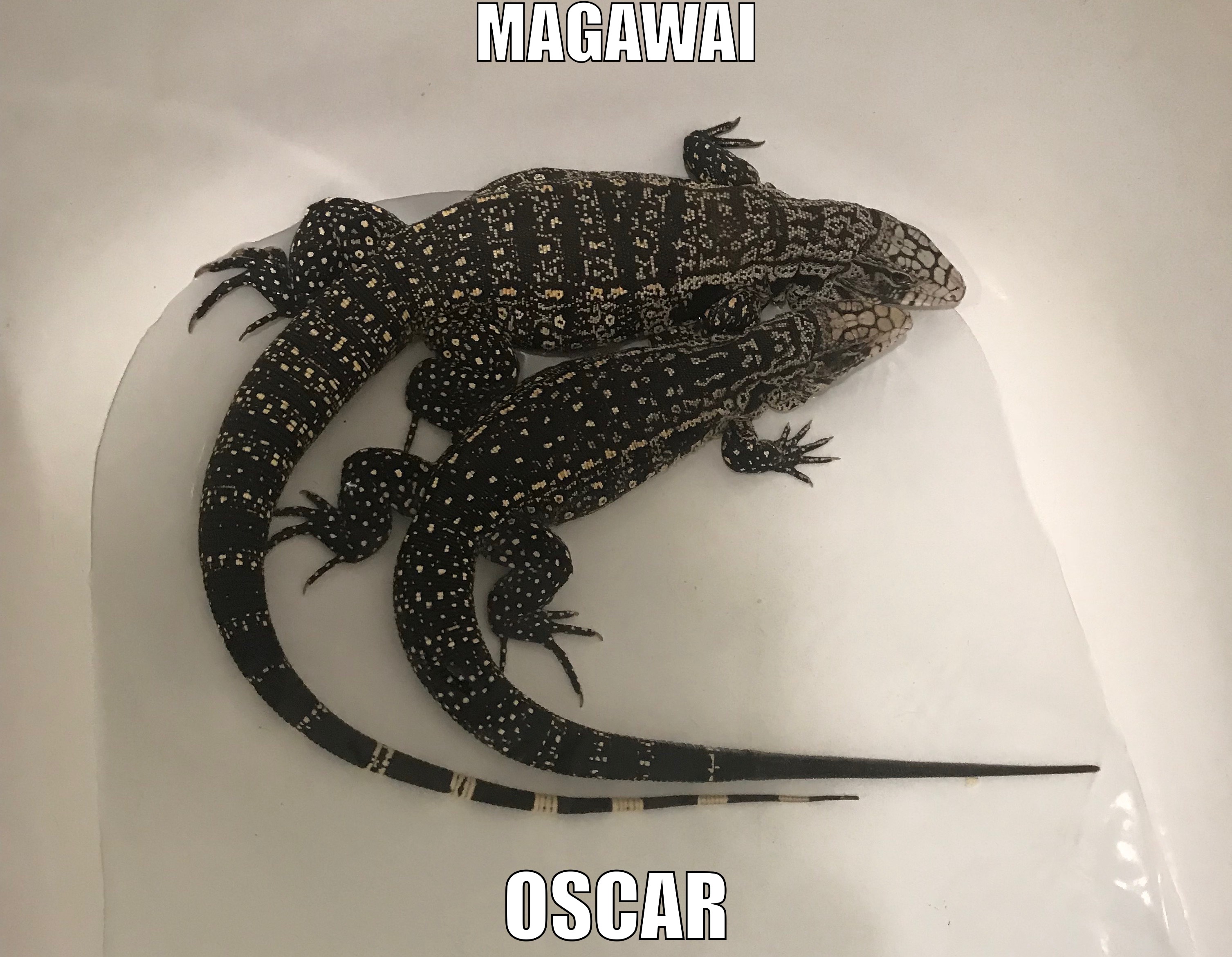 Magawi and Oscar