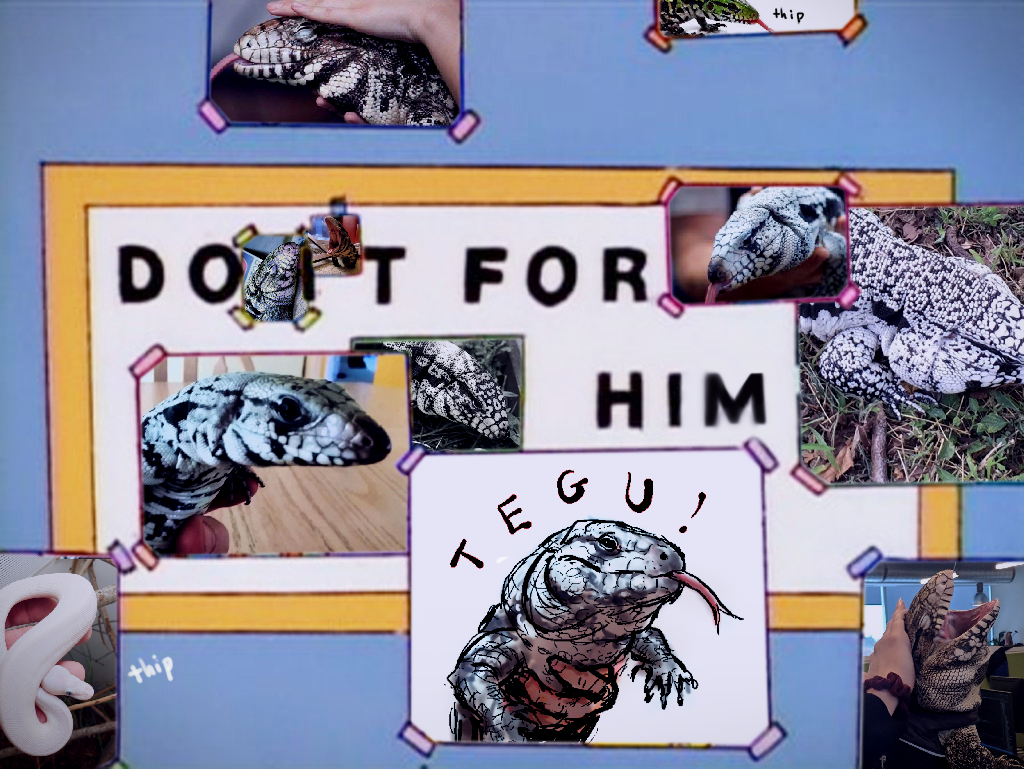 Meme inspiration to get me through these lonely covid times.... soon i will finally have a Tegu