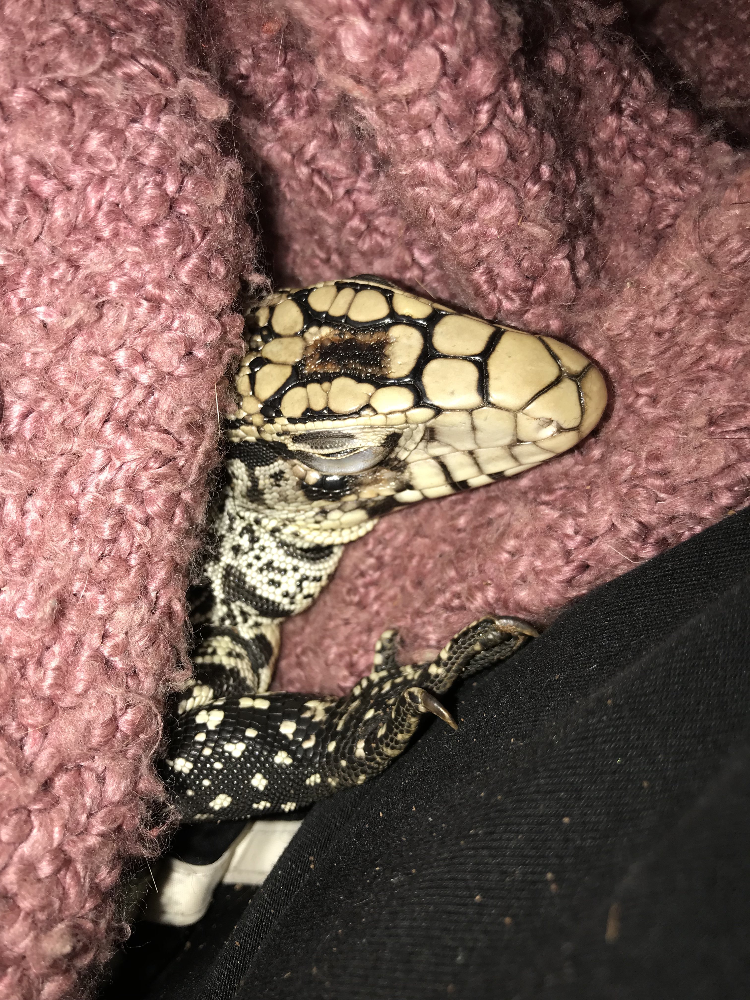 My first black and white Tegu Clyde