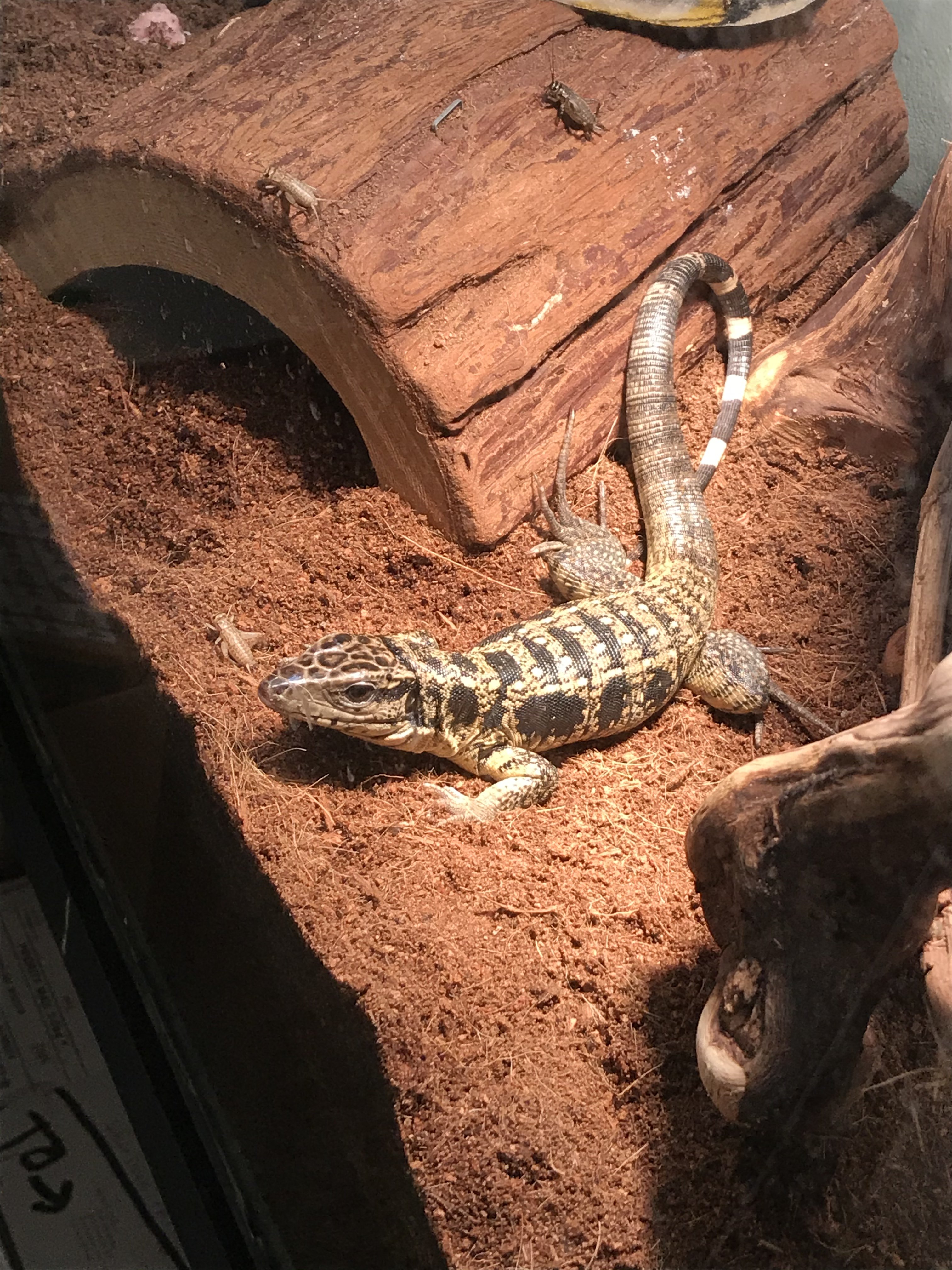 My Gold tegu