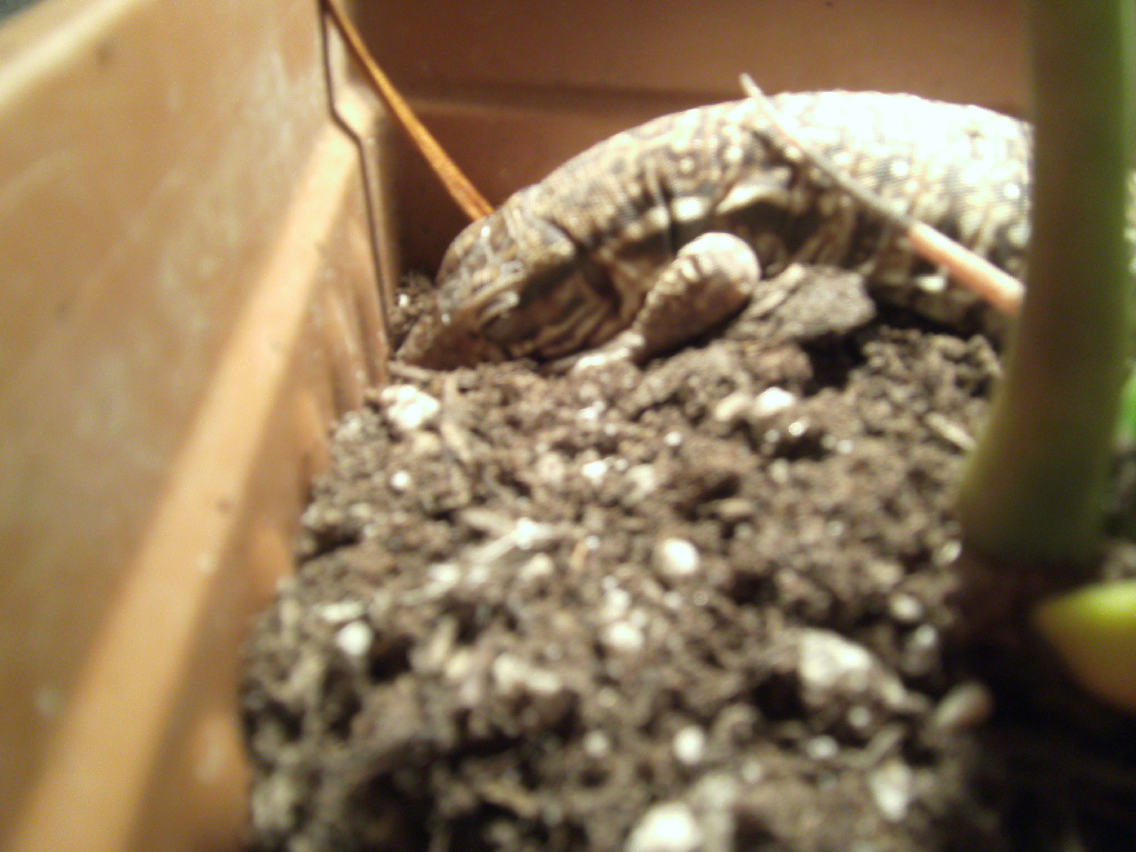 My little baby sleeping in a plant pot