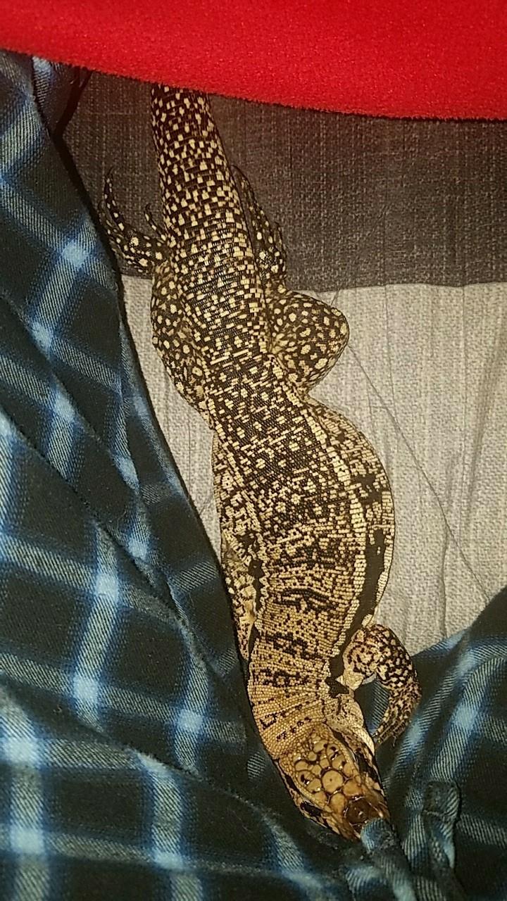 my new little buddy from teguworld