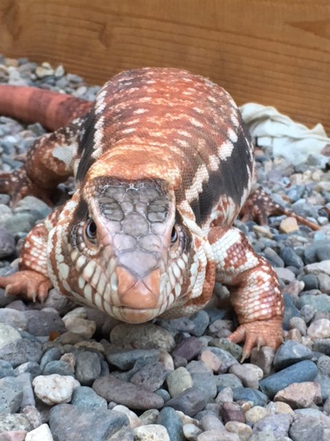 My Sub Adult Red Tegu @tegunation