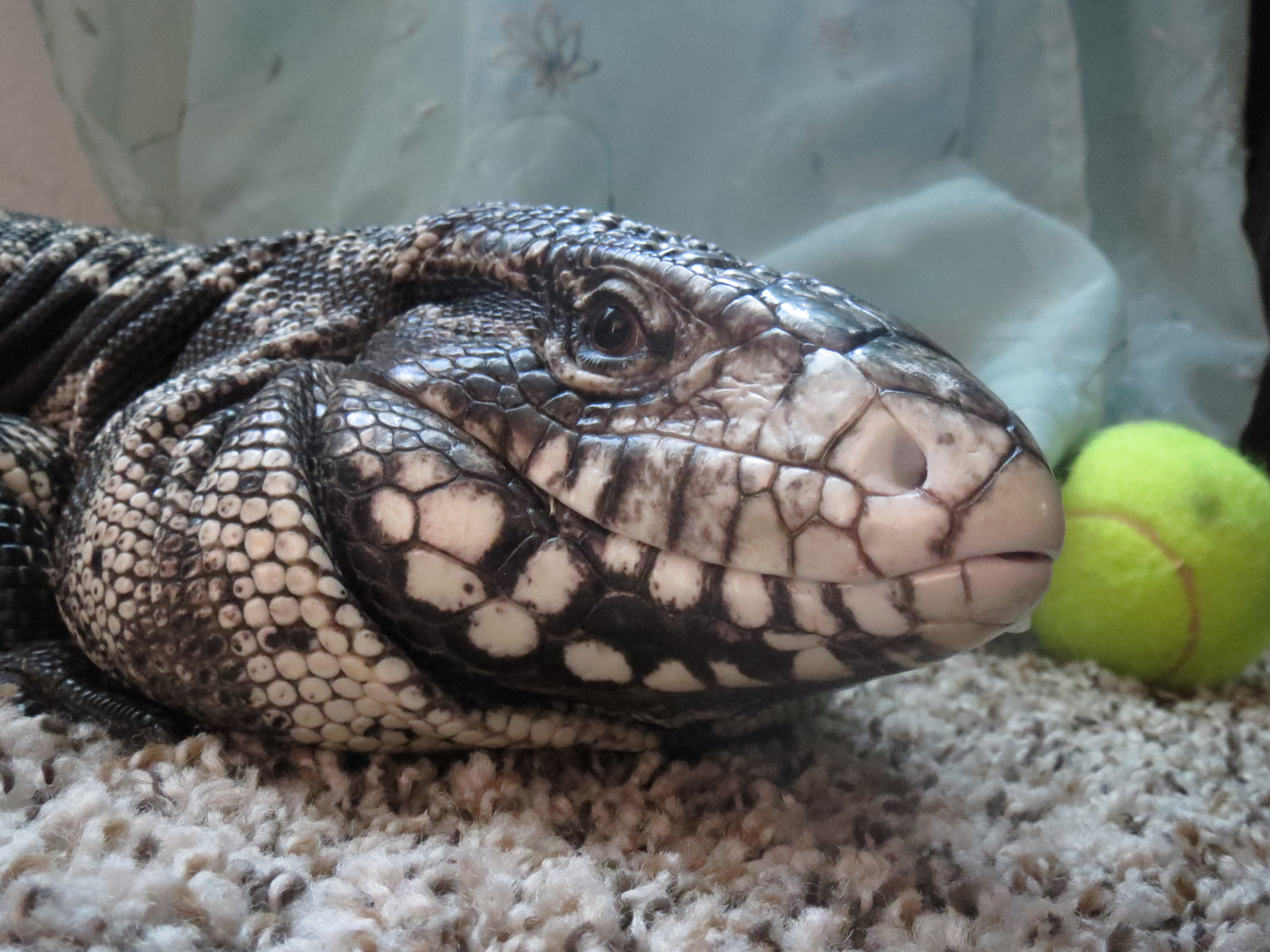 My Tegu