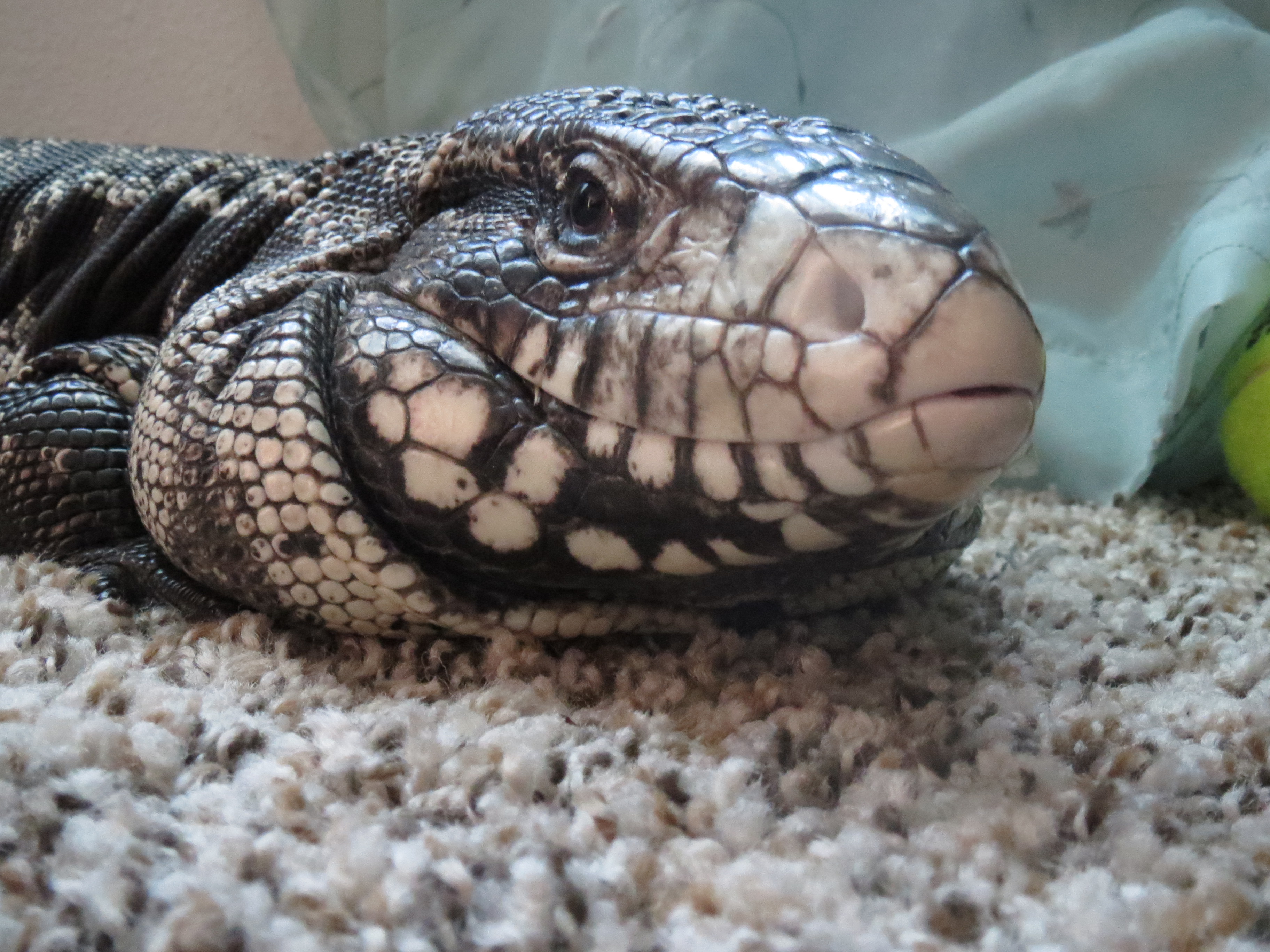 My Tegu
