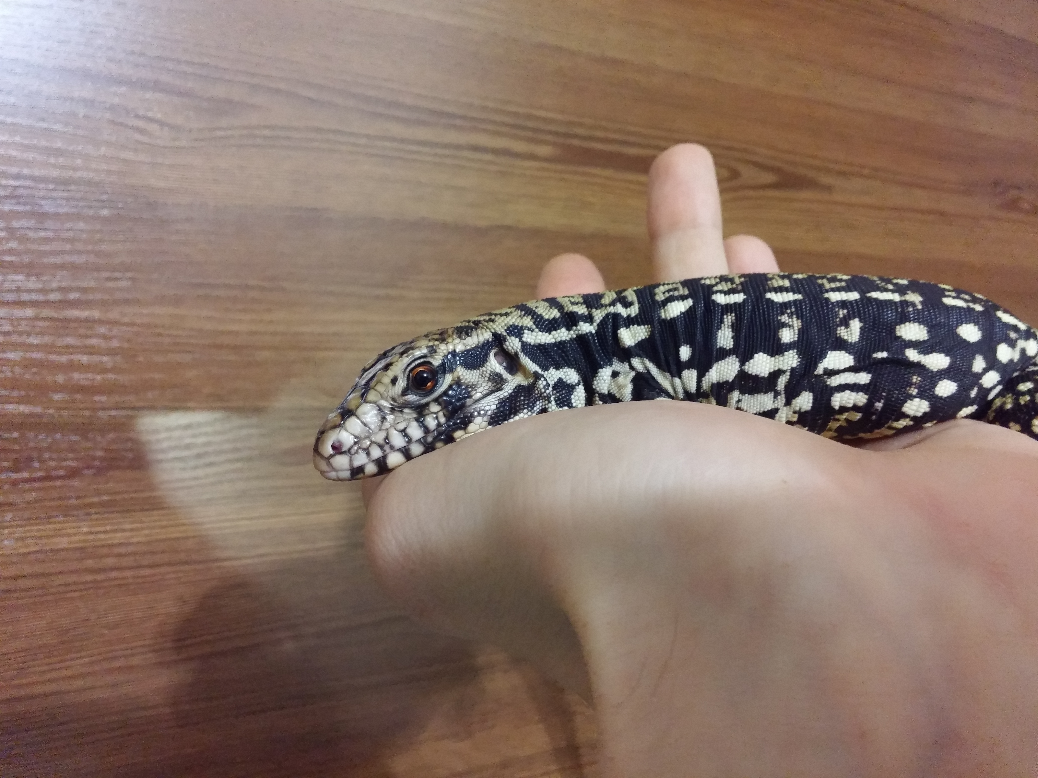 new tegu - female 2