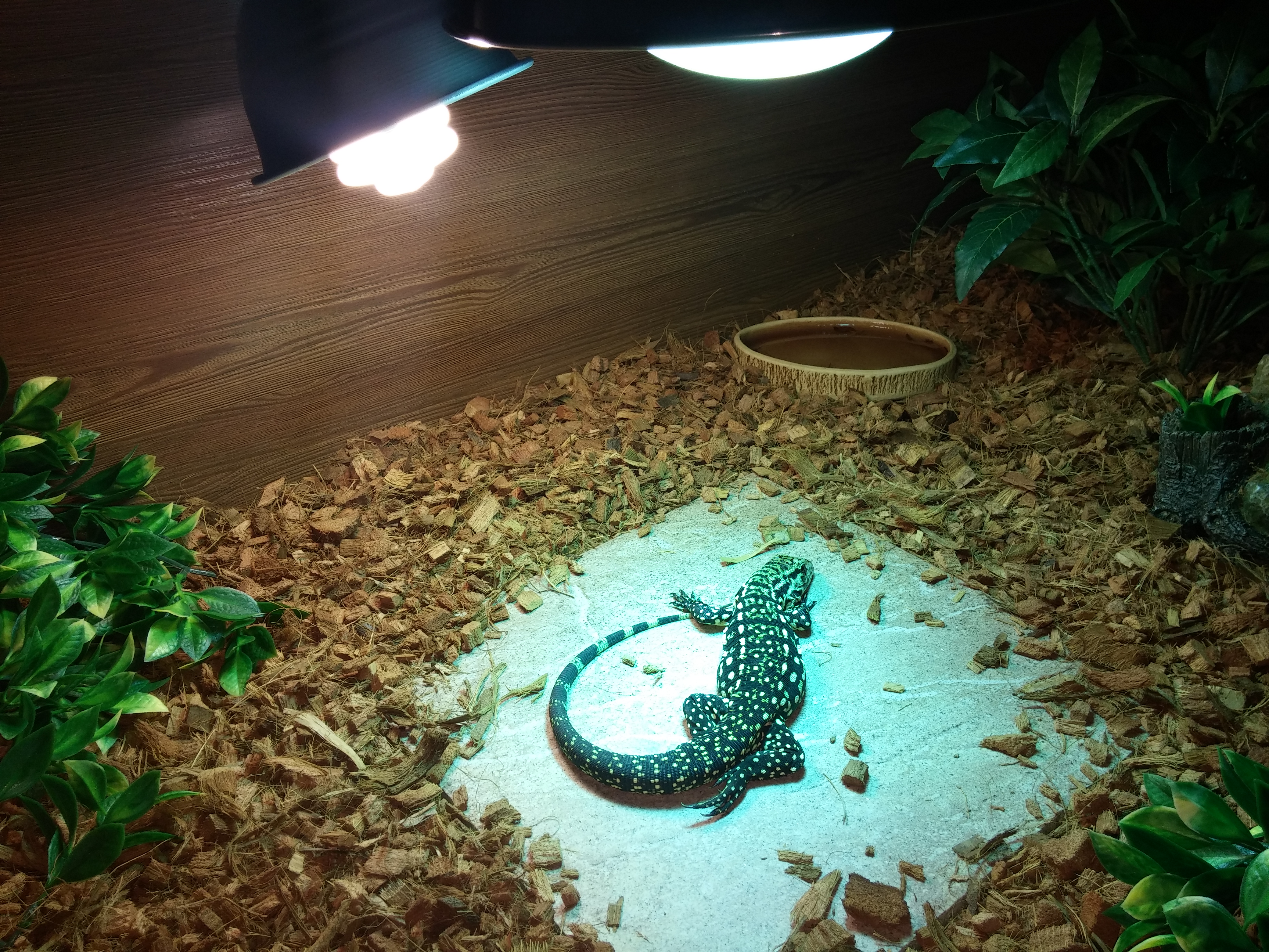 new tegu