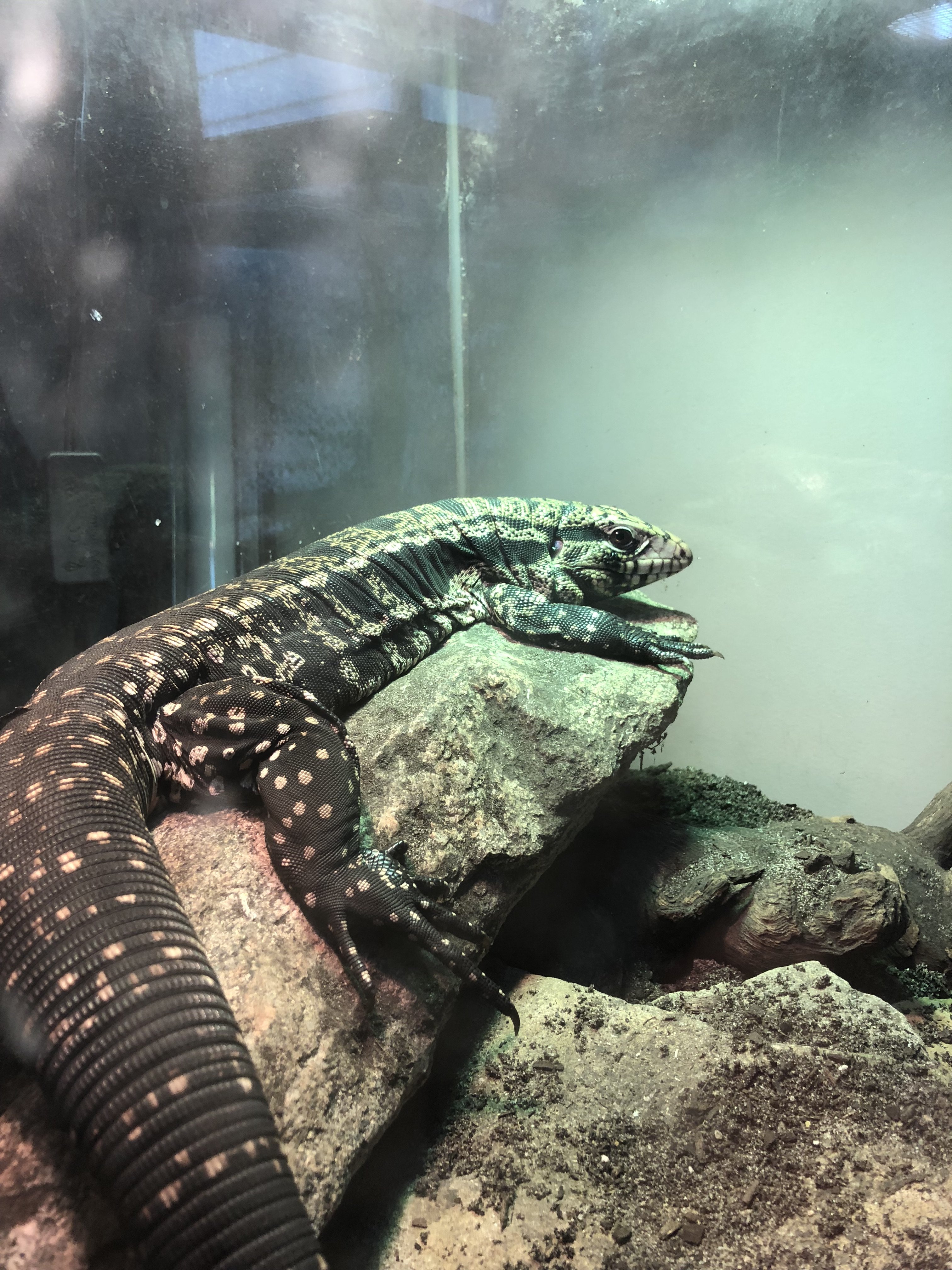 Nigel getting some early morning basking in!!