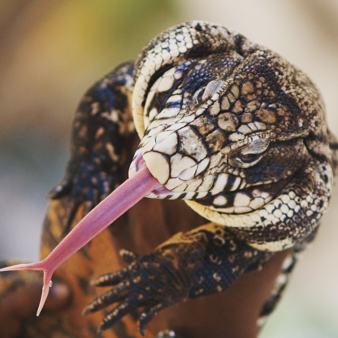 One of our breeders here @tegunation