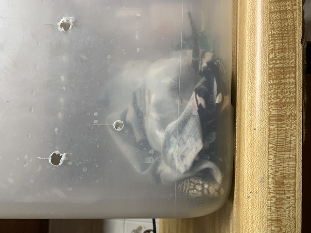 Peek (going to the vet pt2).jpeg